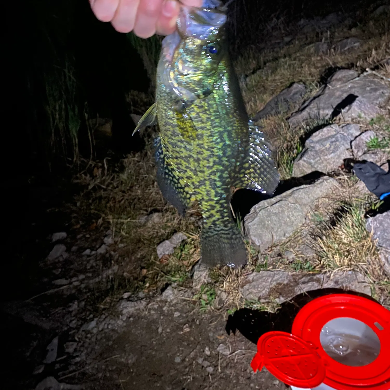 The most recent Black crappie catches on Fishbrain