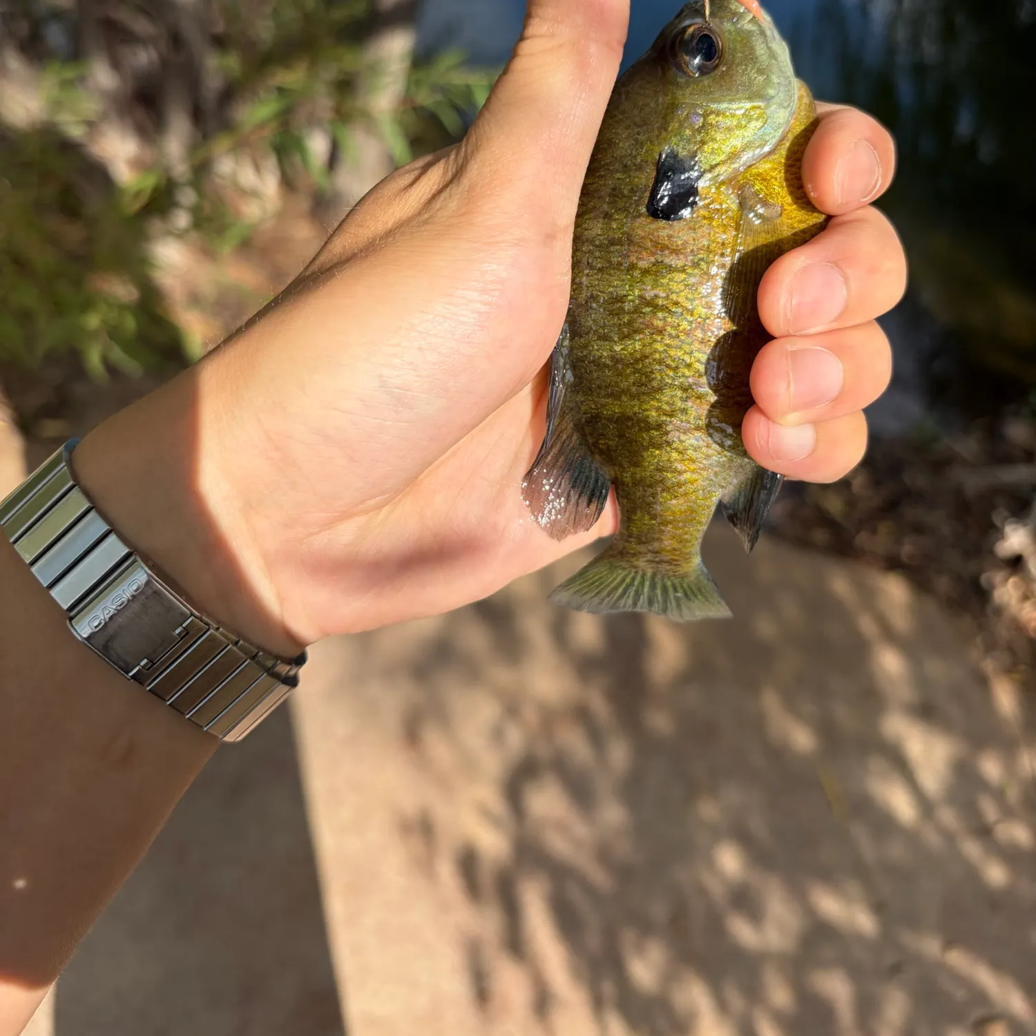 Bluegill caught on Fishbrain