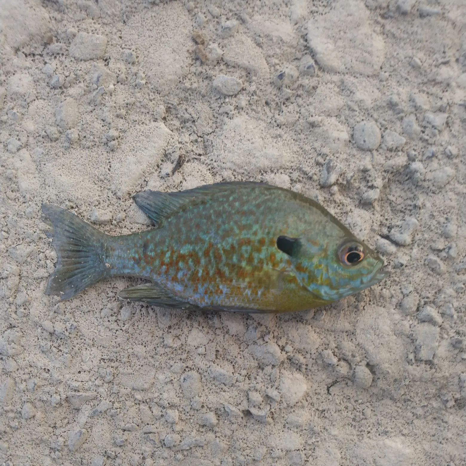 Bluegill x longear sunfish caught on Fishbrain