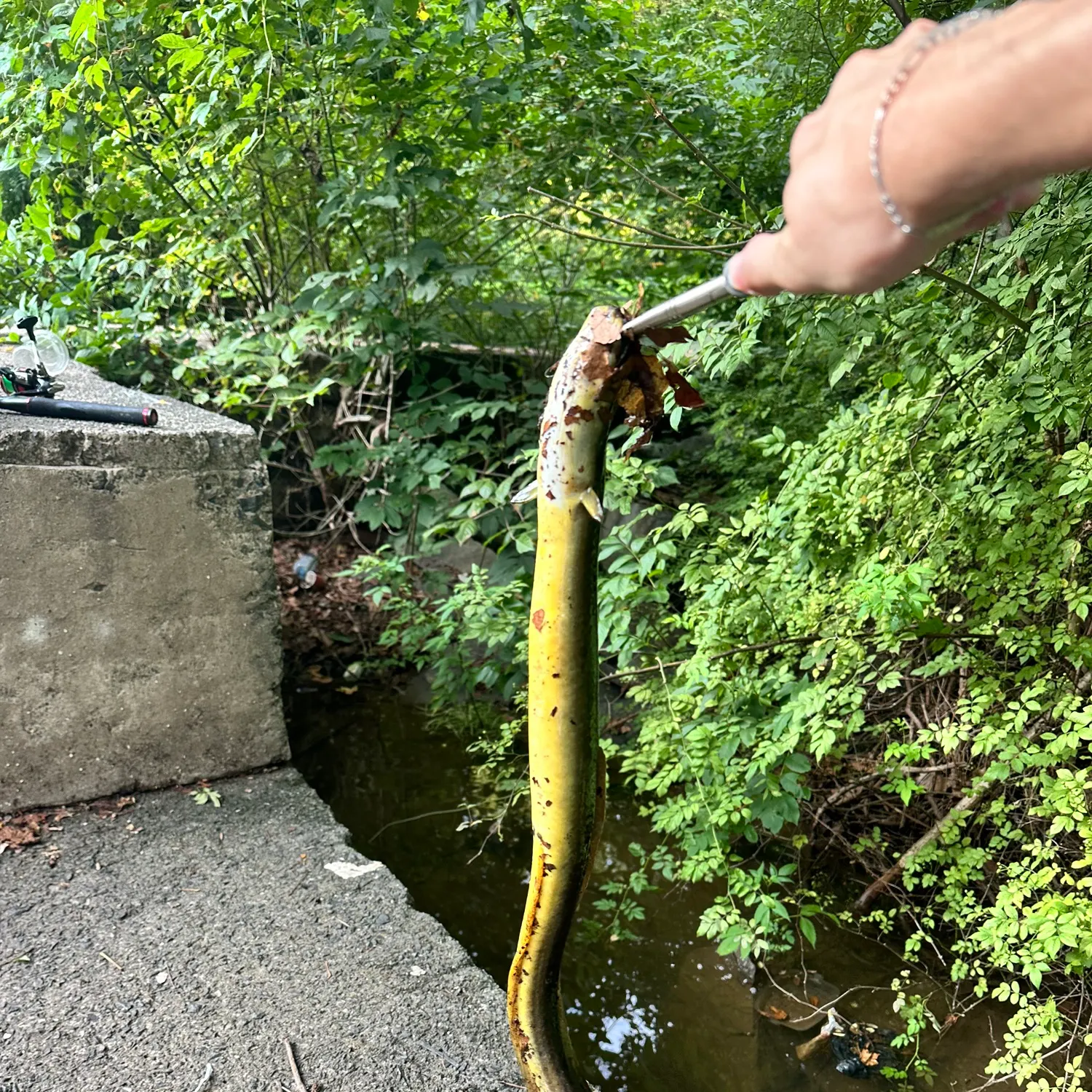 catch