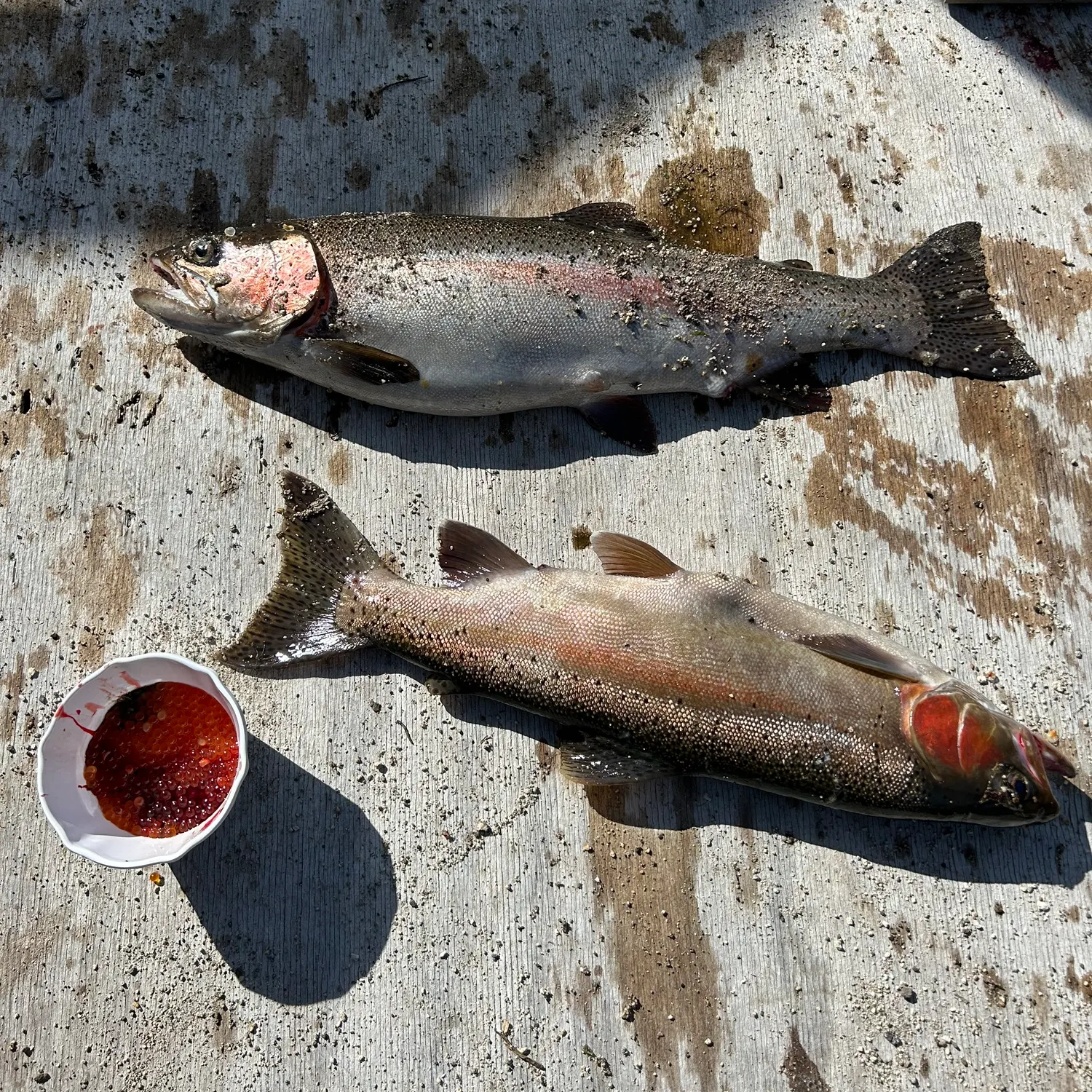 recently logged catches