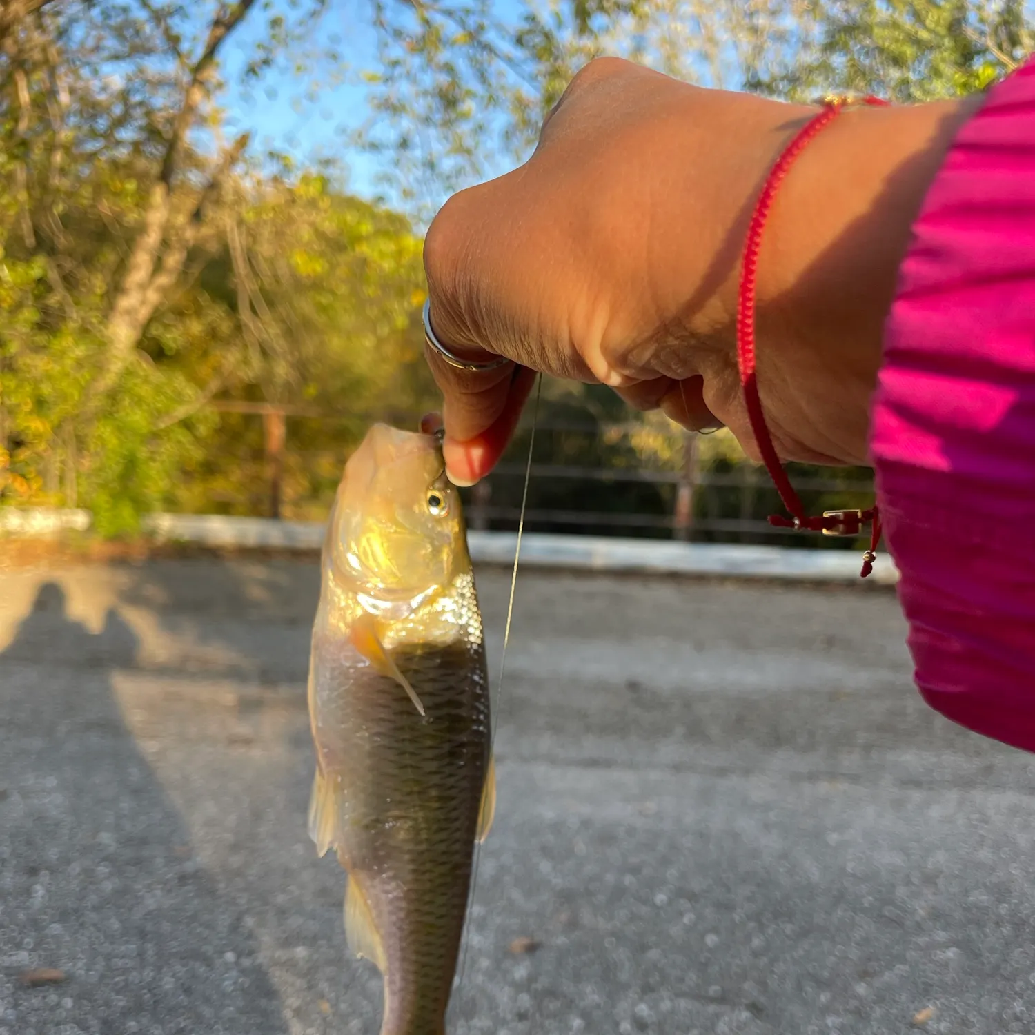 Common shiner caught on Fishbrain