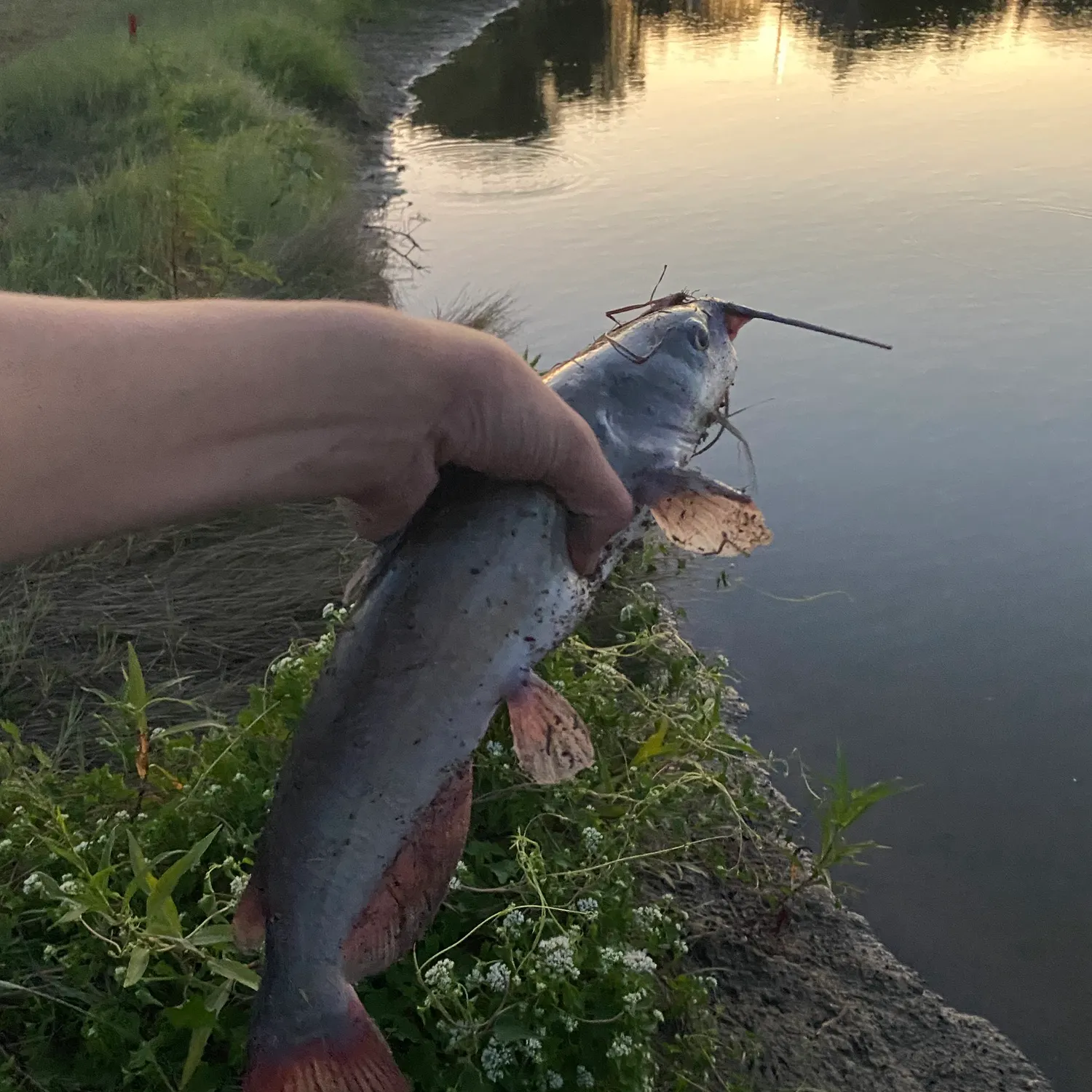 Channel catfish caught on Fishbrain