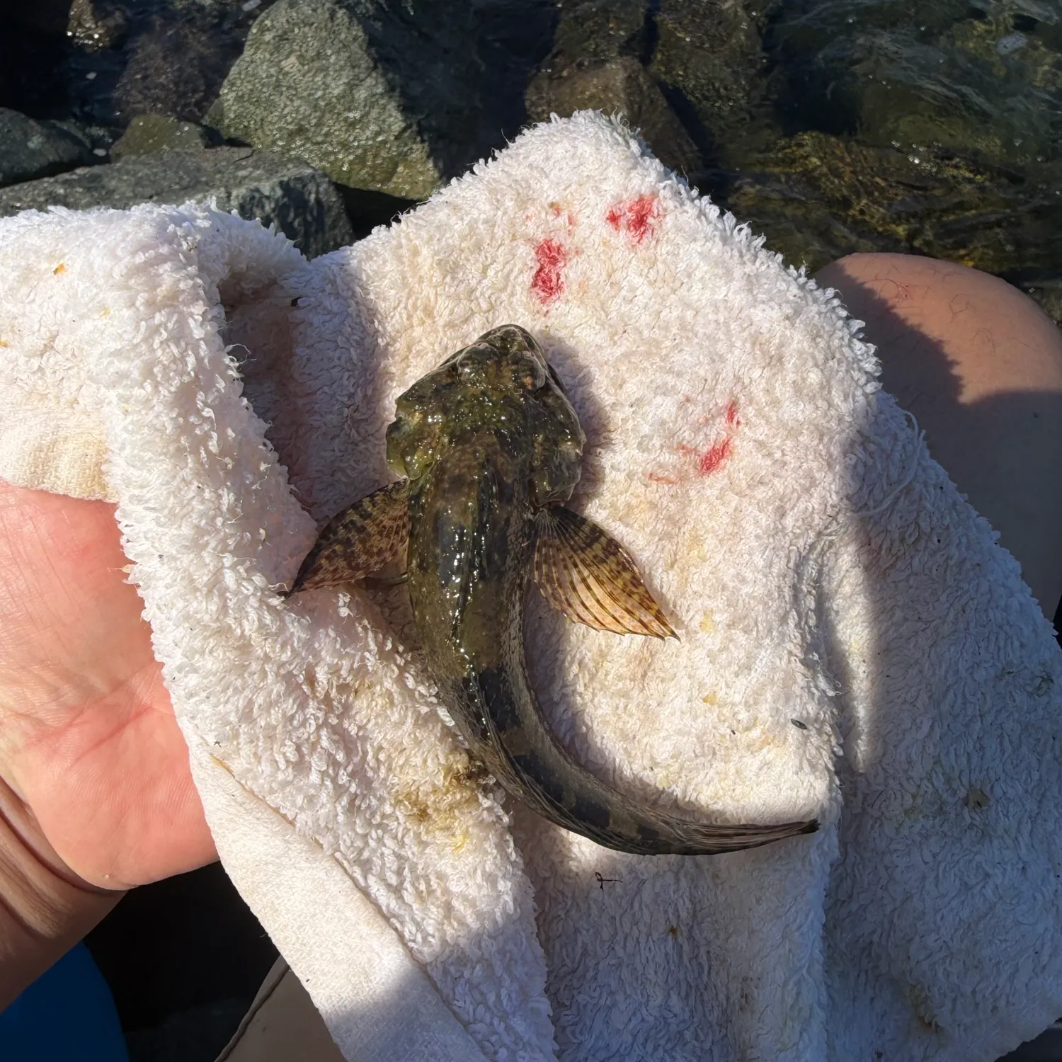 The most recent Woolly sculpin catches on Fishbrain