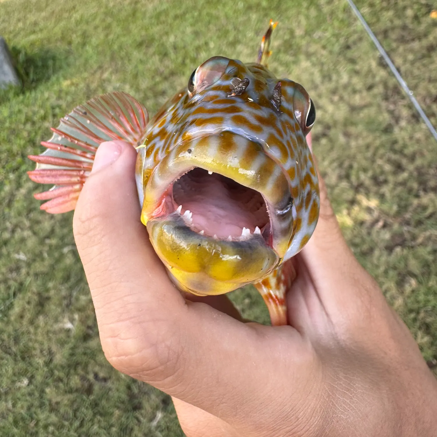 The most recent Stocky hawkfish catches on Fishbrain