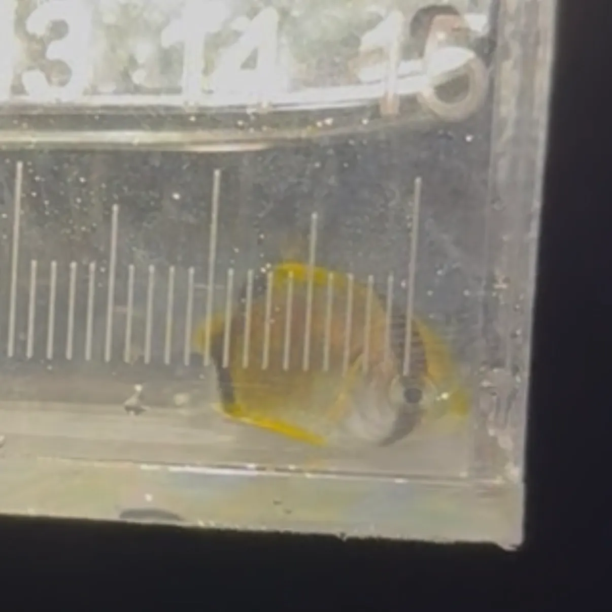 The most recent Spotfin butterflyfish catches on Fishbrain