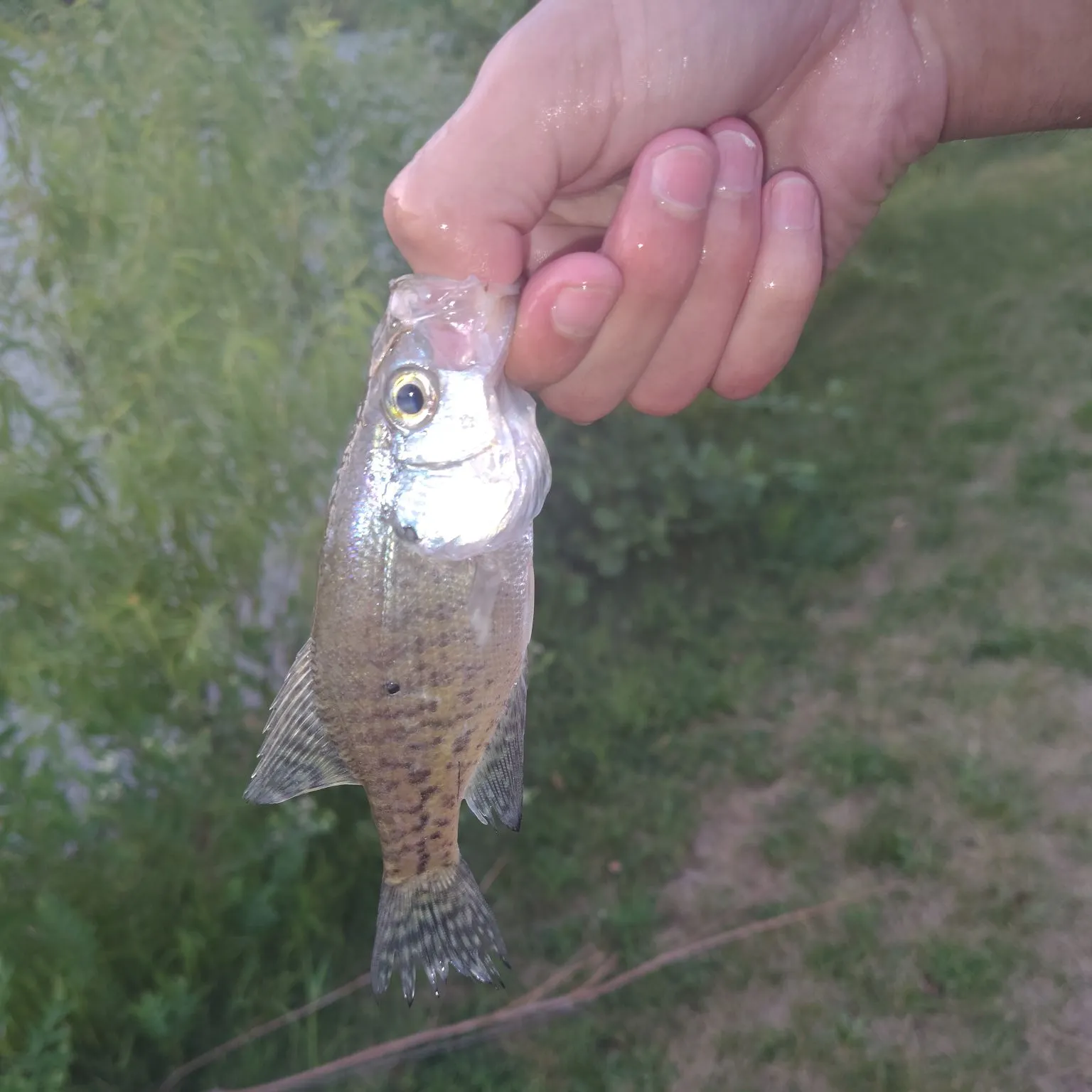 The most recent White crappie catches on Fishbrain