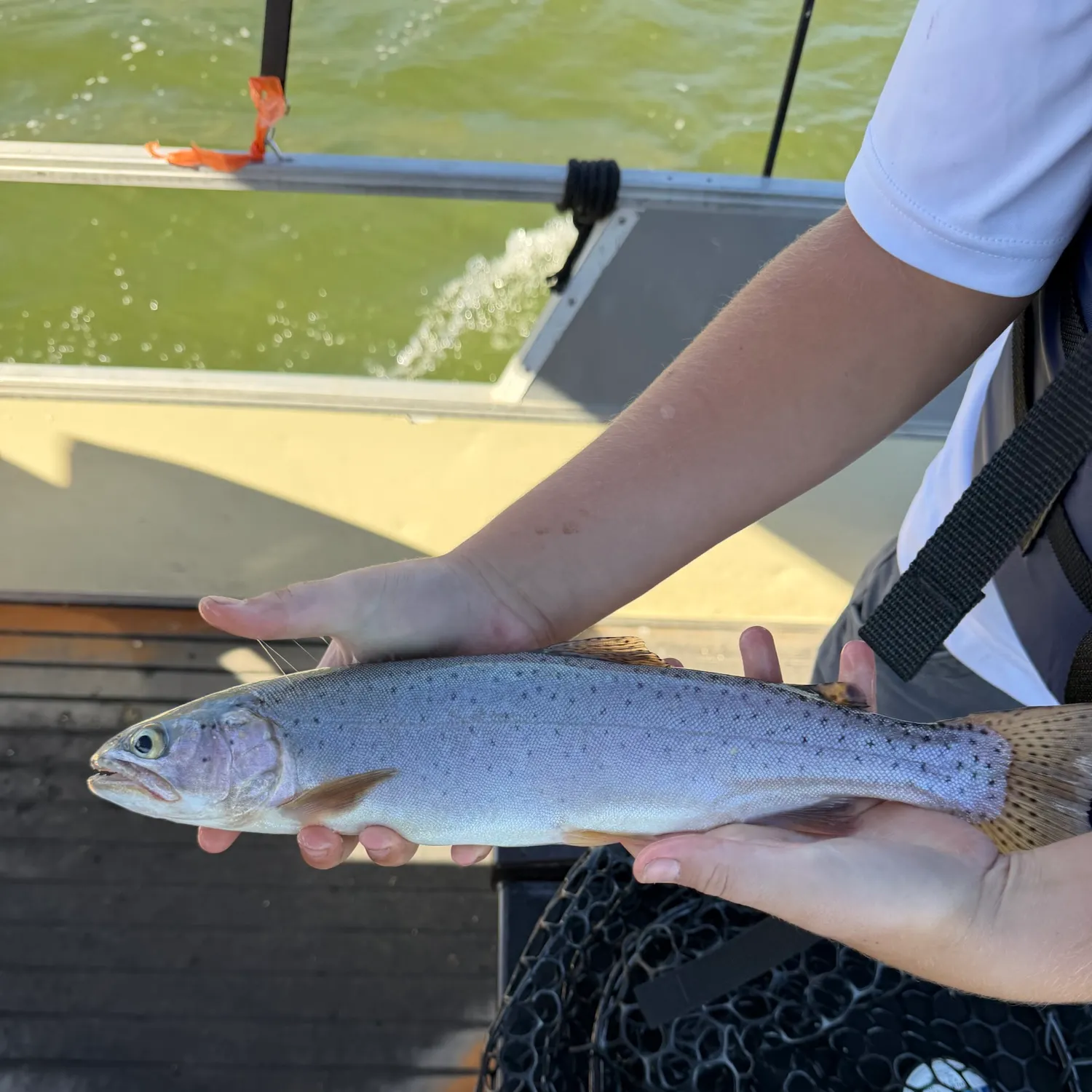 Cutthroat trout caught on Fishbrain
