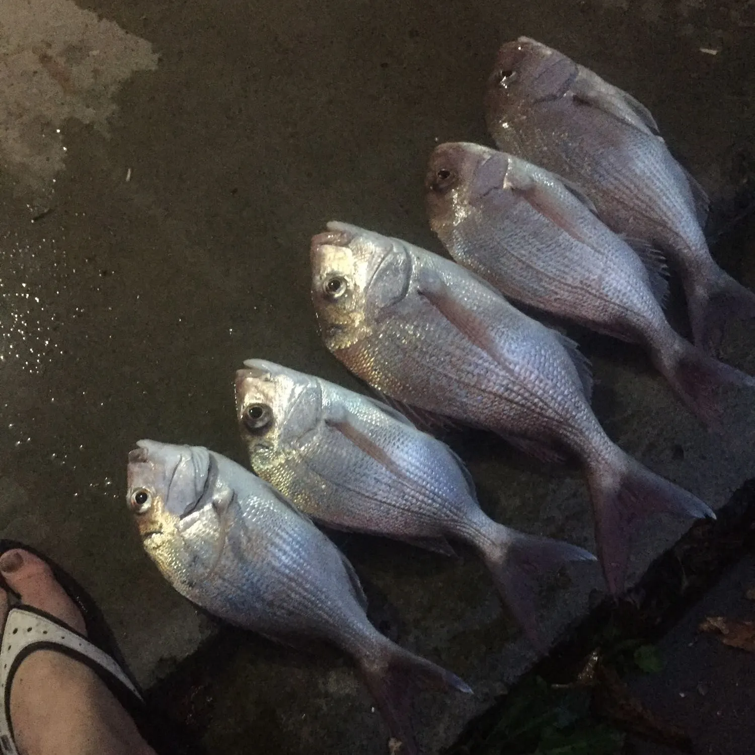 recently logged catches