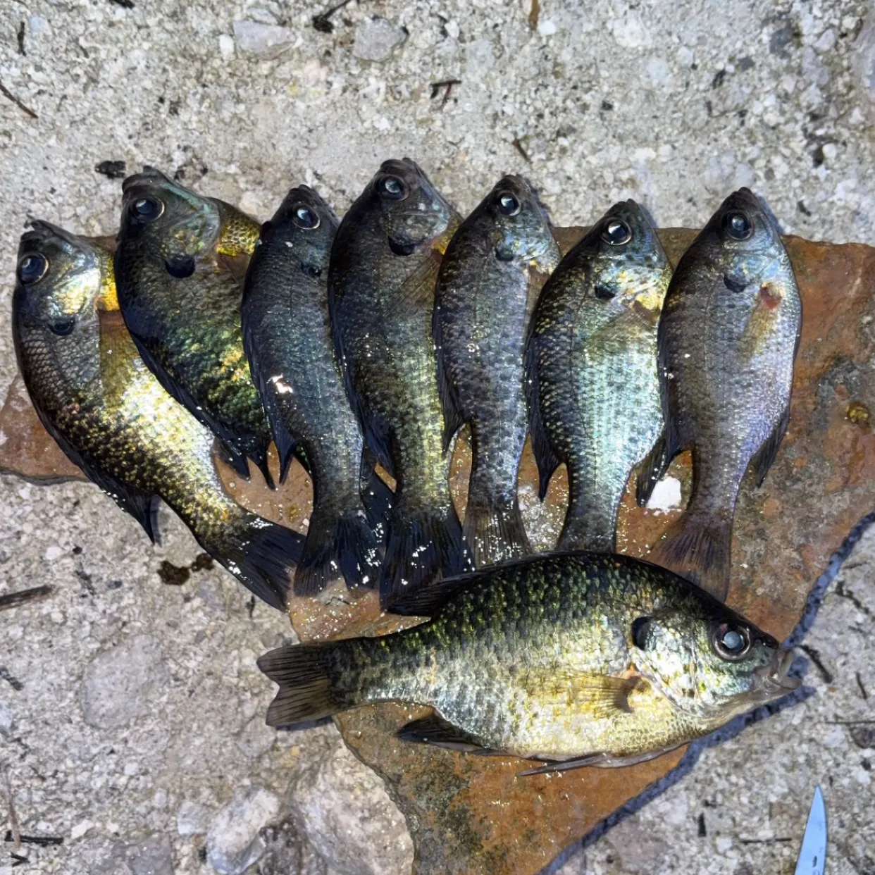 recently logged catches