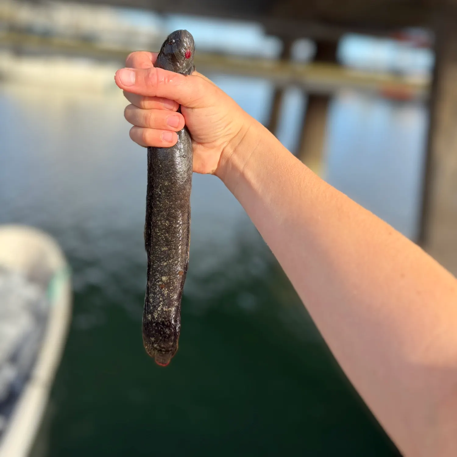 The most recent Monkeyface prickleback catches on Fishbrain