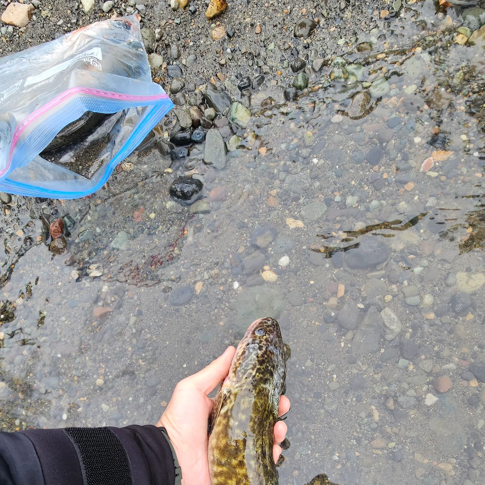 The most recent Burbot catches on Fishbrain