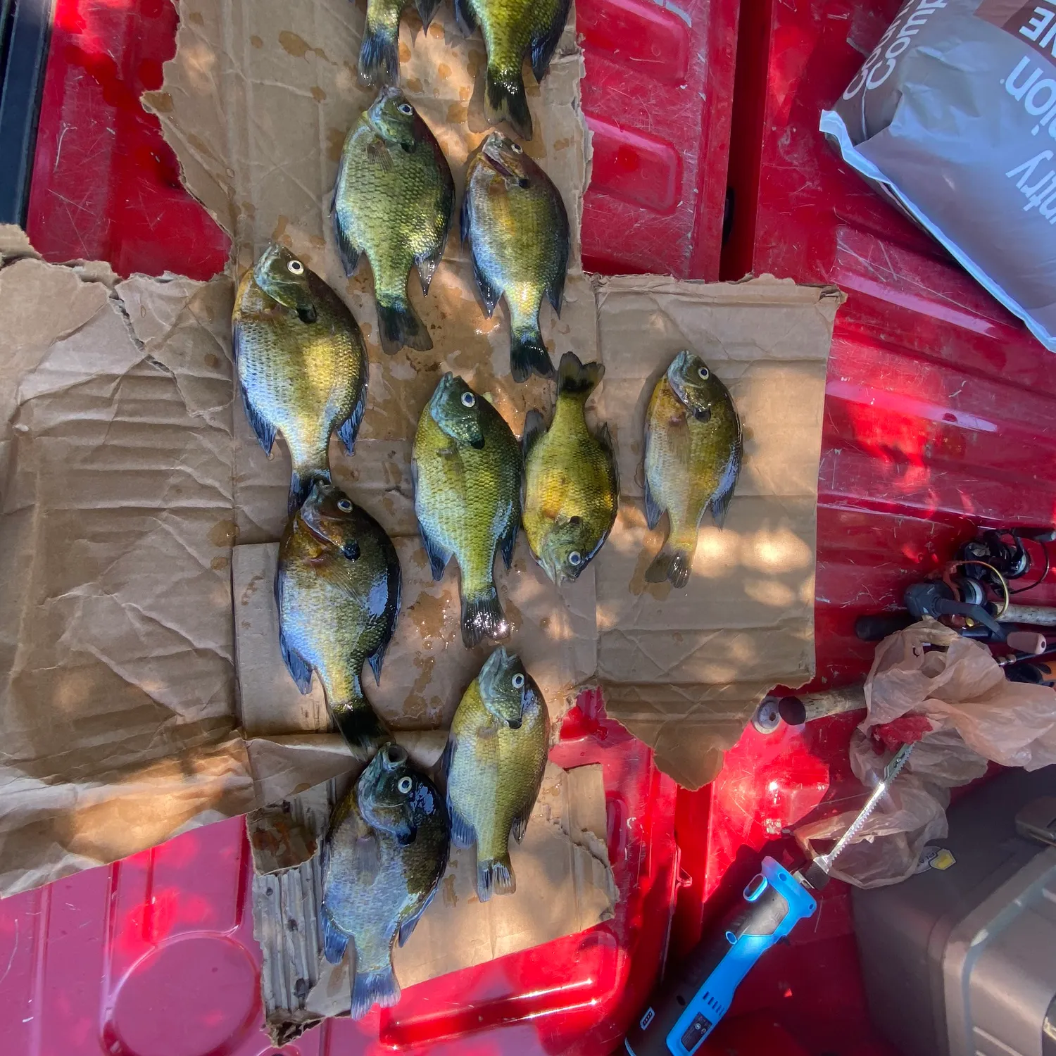 recently logged catches