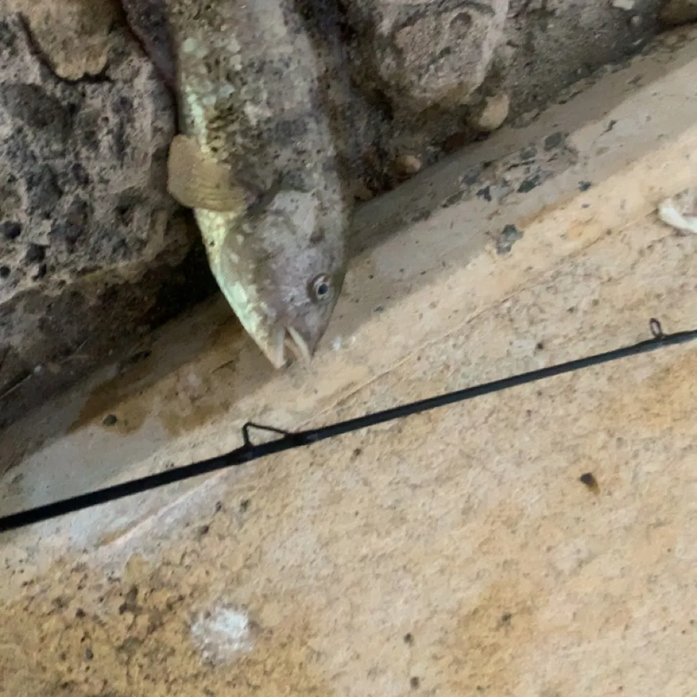 The most recent Coral grouper catches on Fishbrain