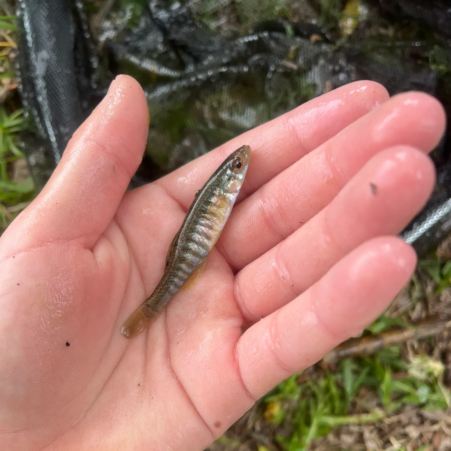 The most recent Banded killifish catches on Fishbrain