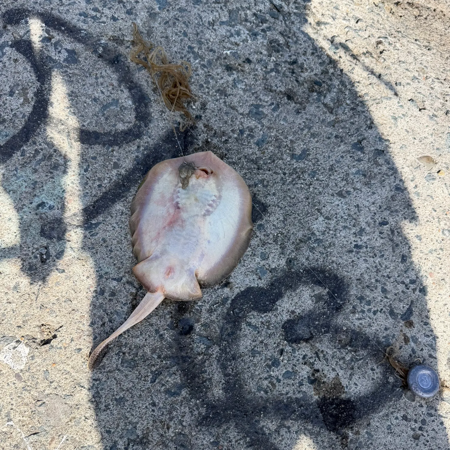 Haller's round ray caught on Fishbrain