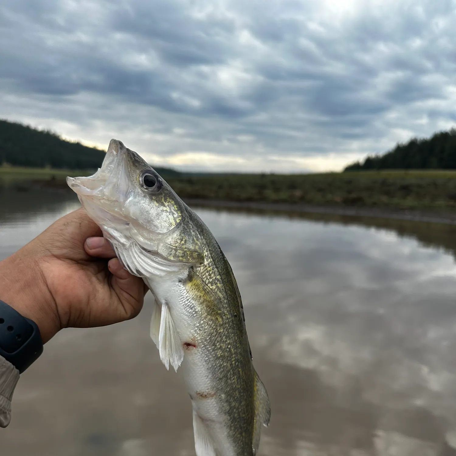The most recent Walleye catches on Fishbrain