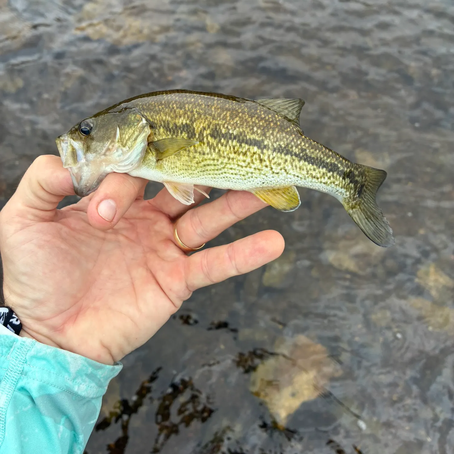 Spotted bass caught on Fishbrain