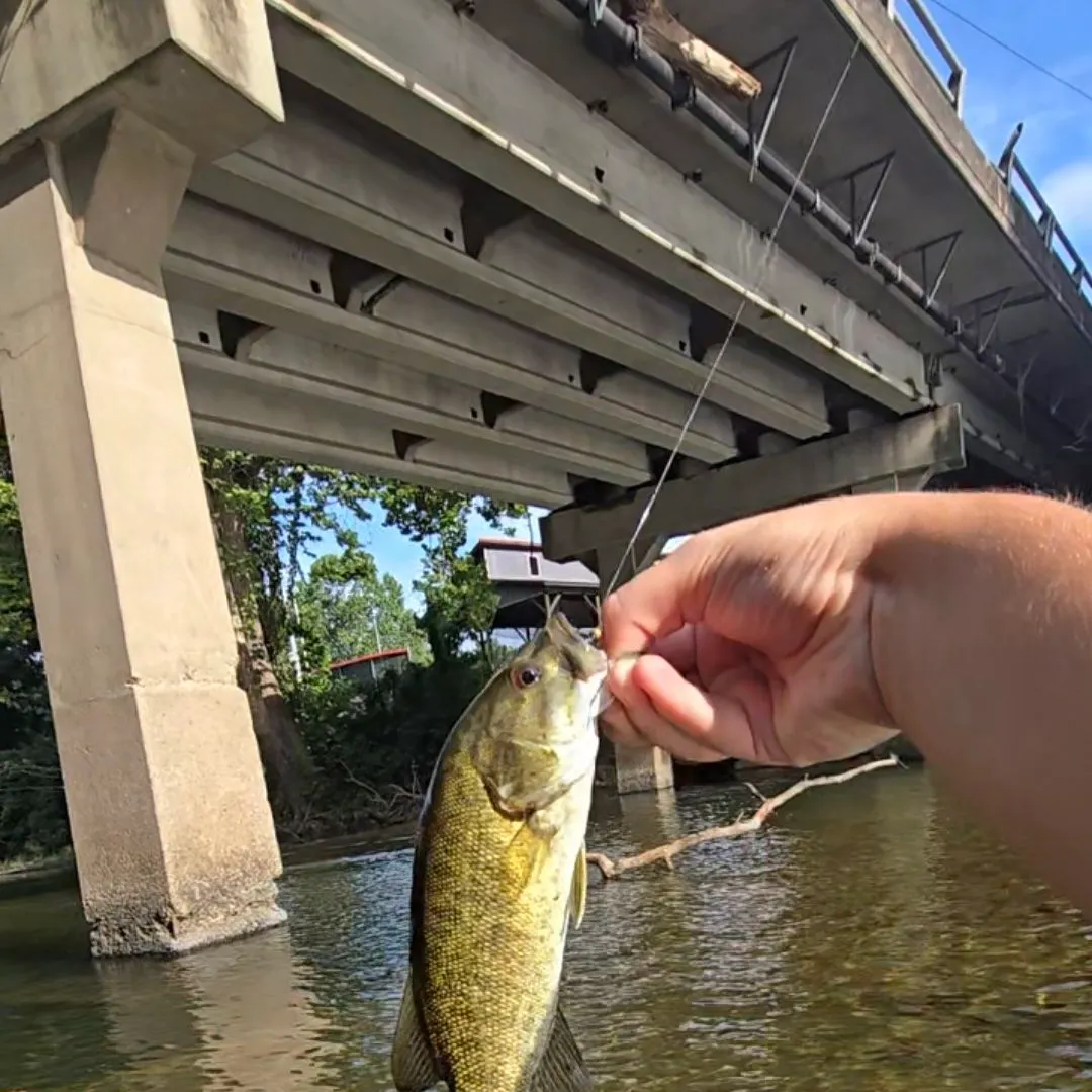 Smallmouth bass caught on Fishbrain