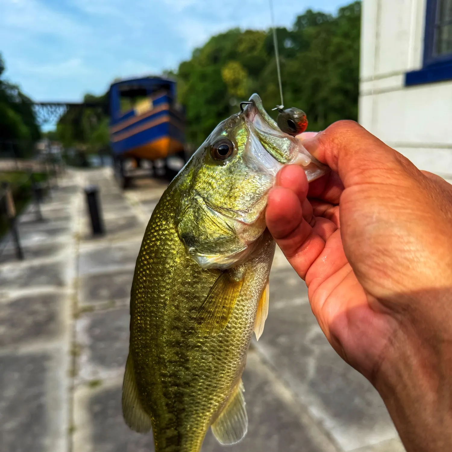 The most recent Largemouth bass catches on Fishbrain