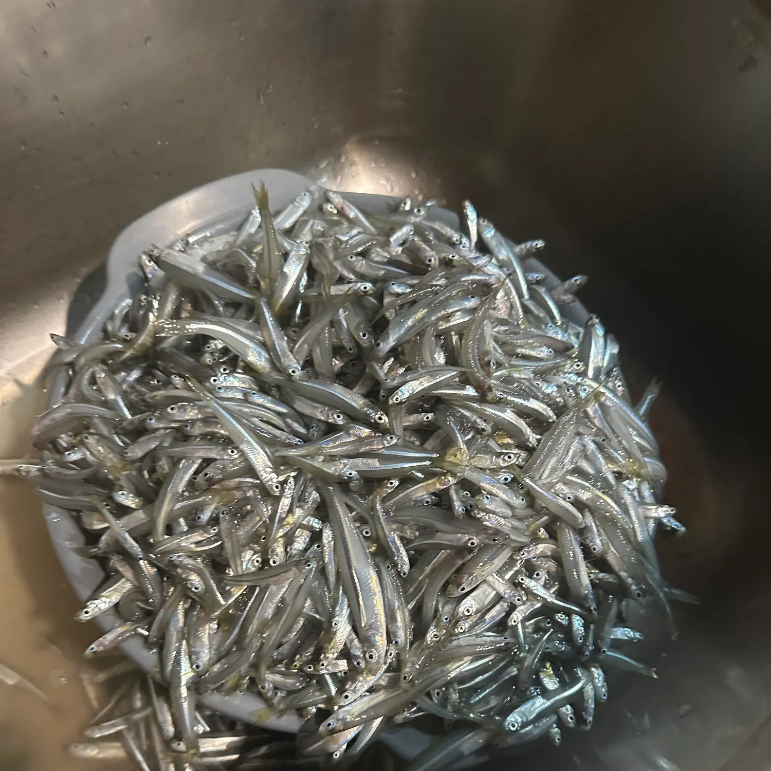 The most recent Silverjaw minnow catches on Fishbrain