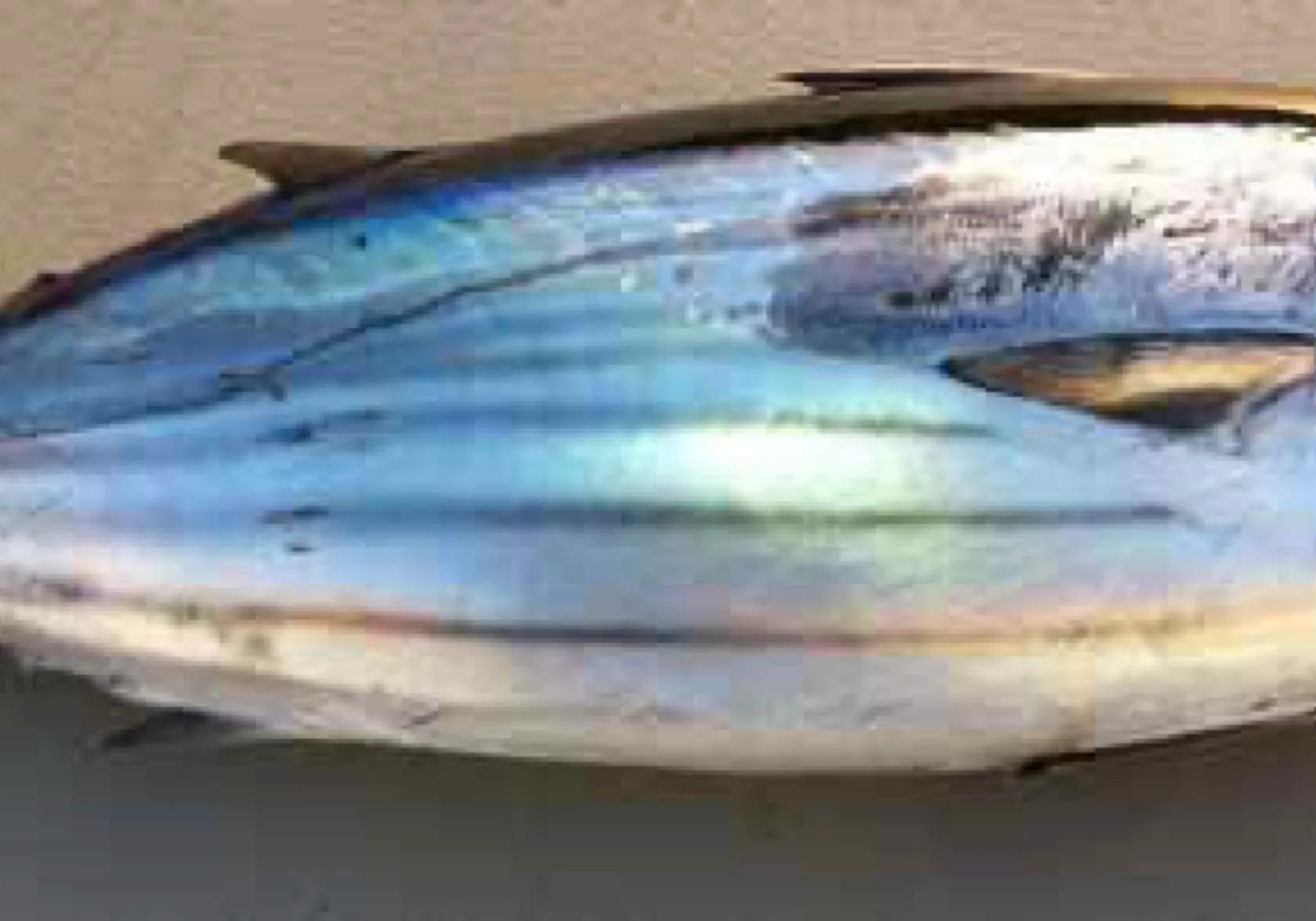 Skipjack tuna