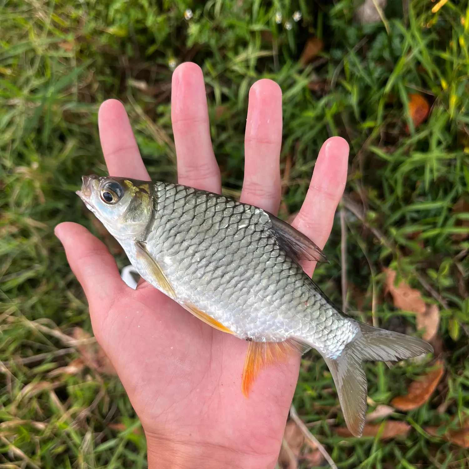 The most recent Java barb catches on Fishbrain