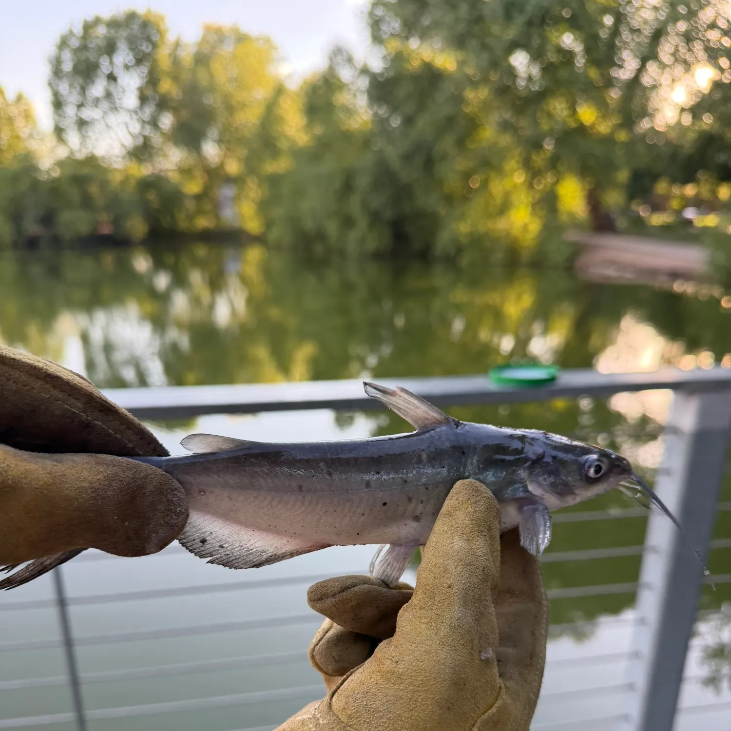 Channel catfish caught on Fishbrain