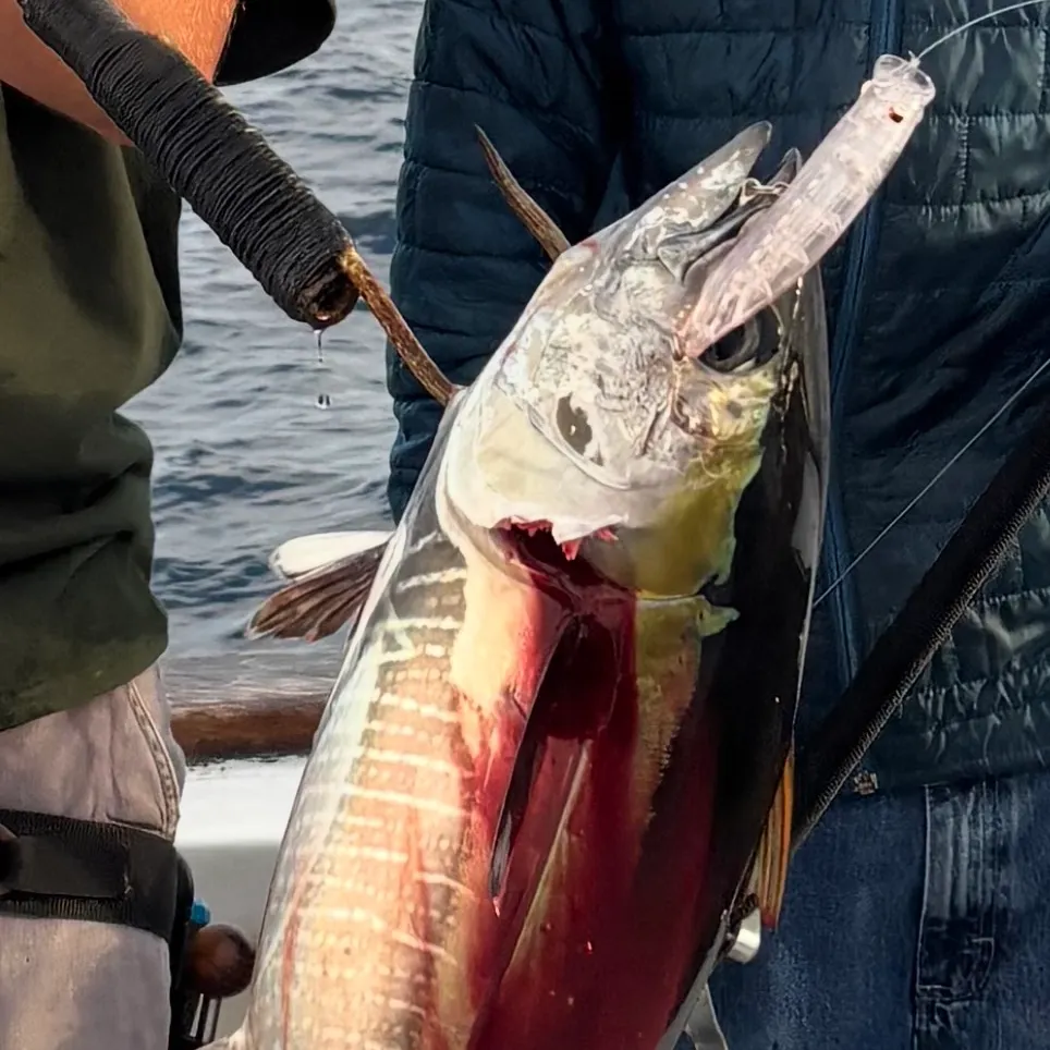 The most recent Yellowfin tuna catches on Fishbrain