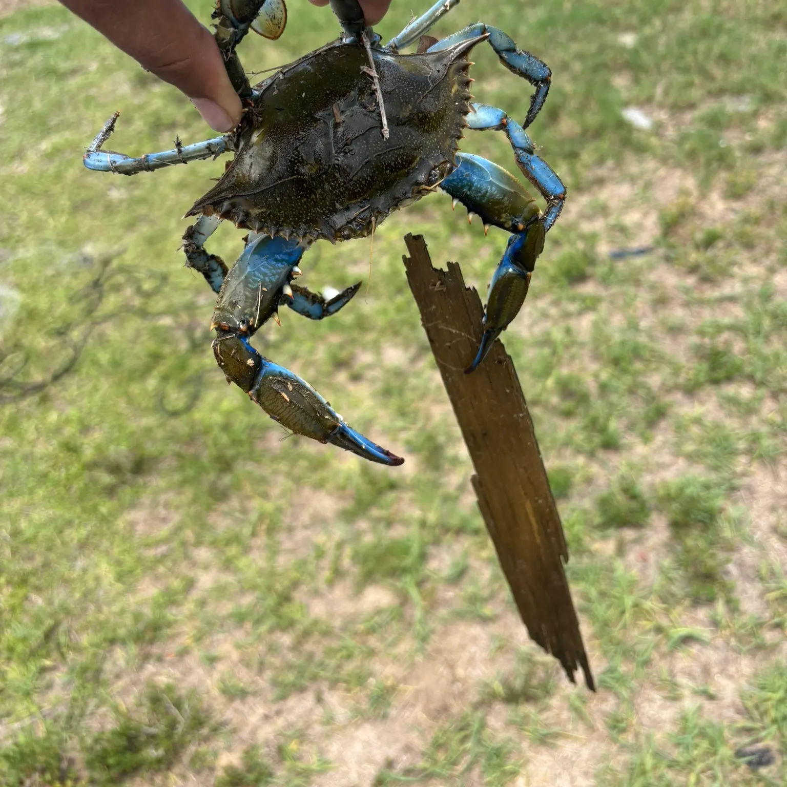 The most recent Blue crab catches on Fishbrain