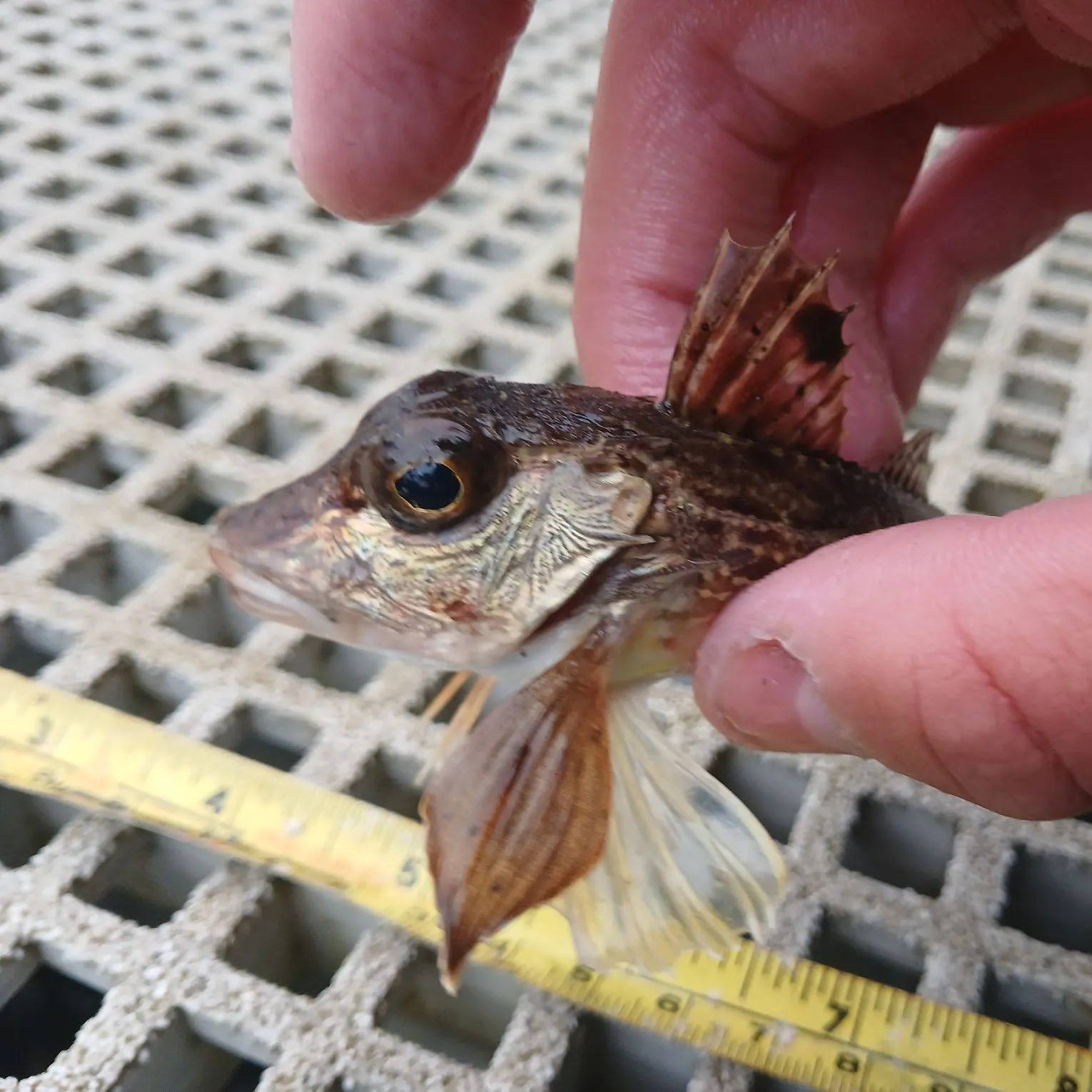 Longspined bullhead caught on Fishbrain
