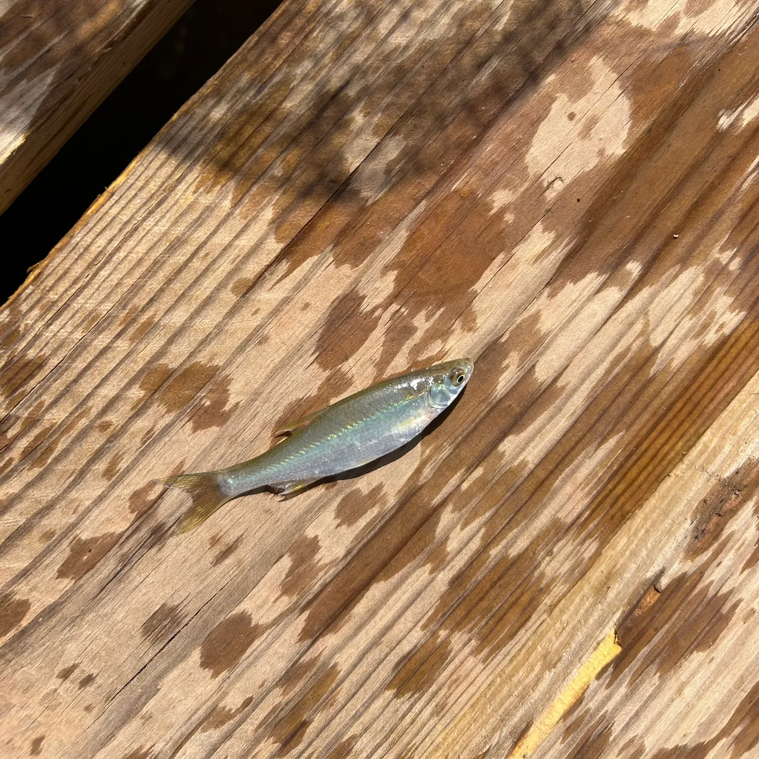 The most recent Threadfin shad catches on Fishbrain