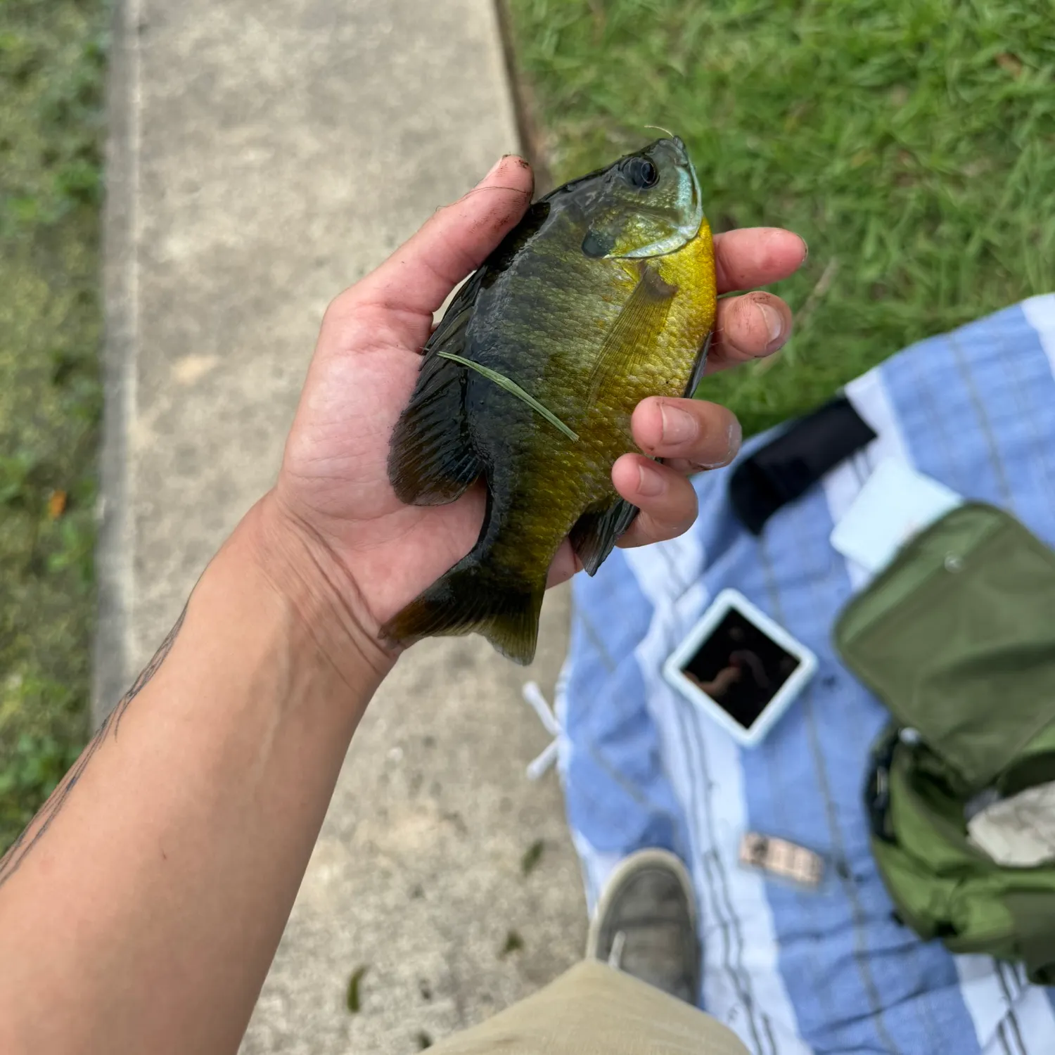 recently logged catches
