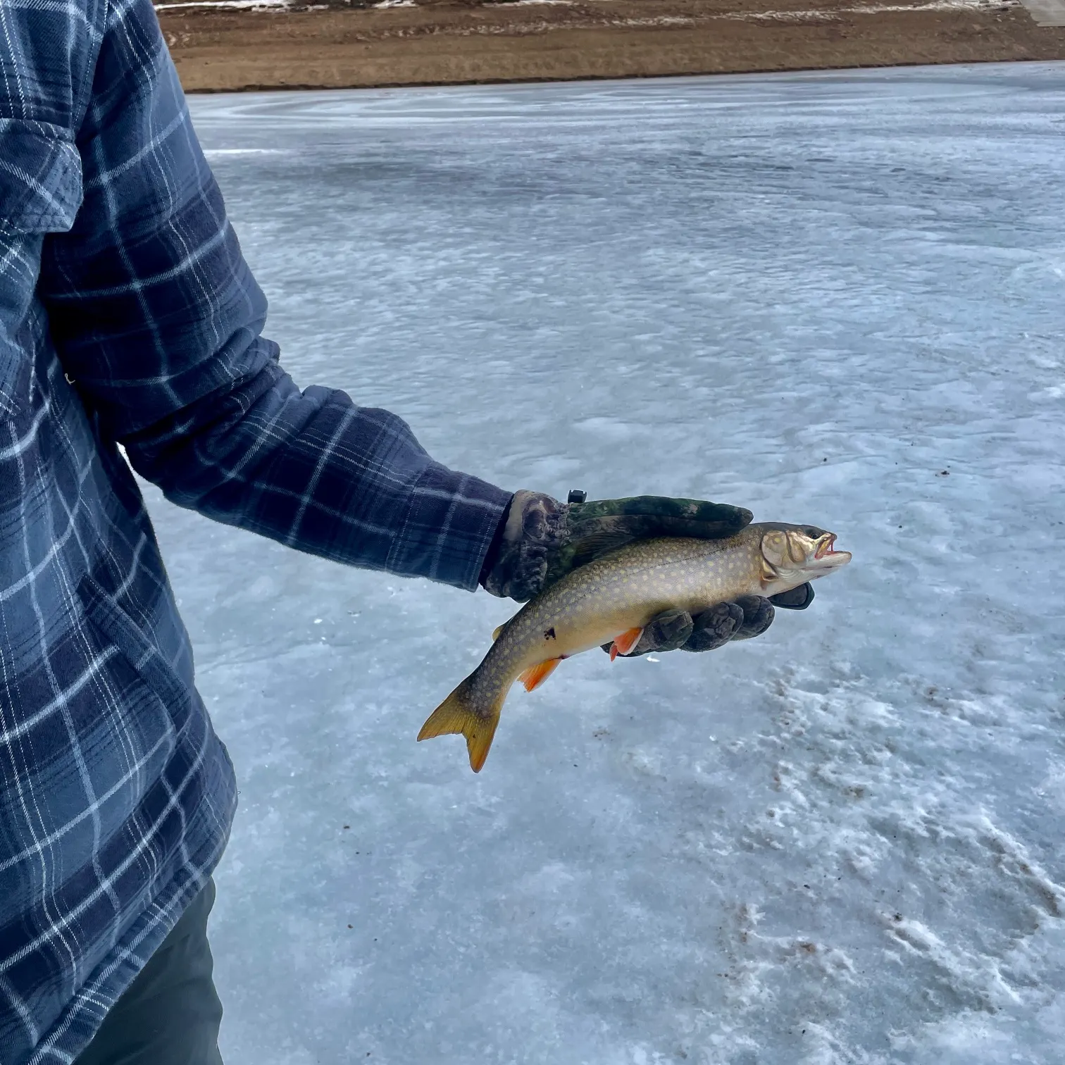 The most recent Splake catches on Fishbrain