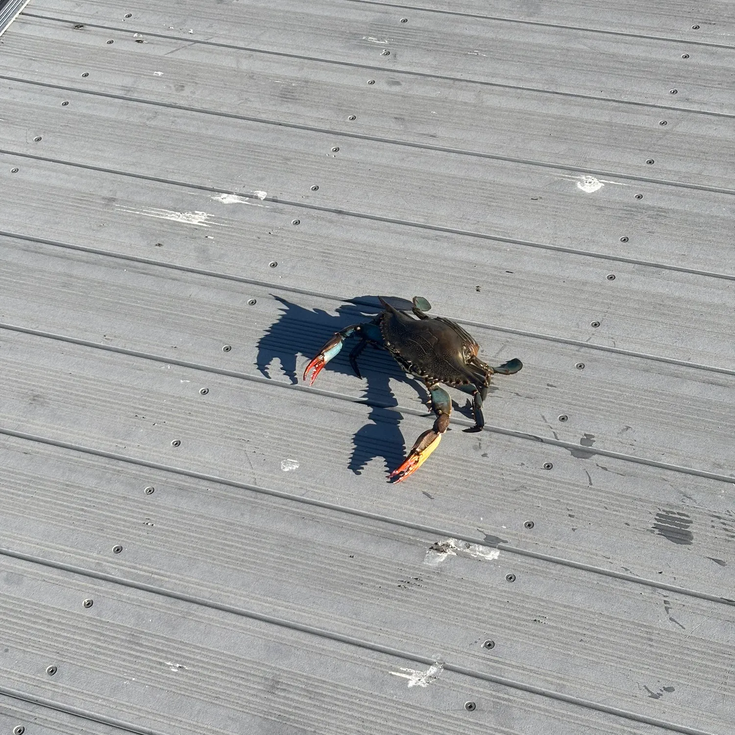 The most recent Alaskan king crab catches on Fishbrain