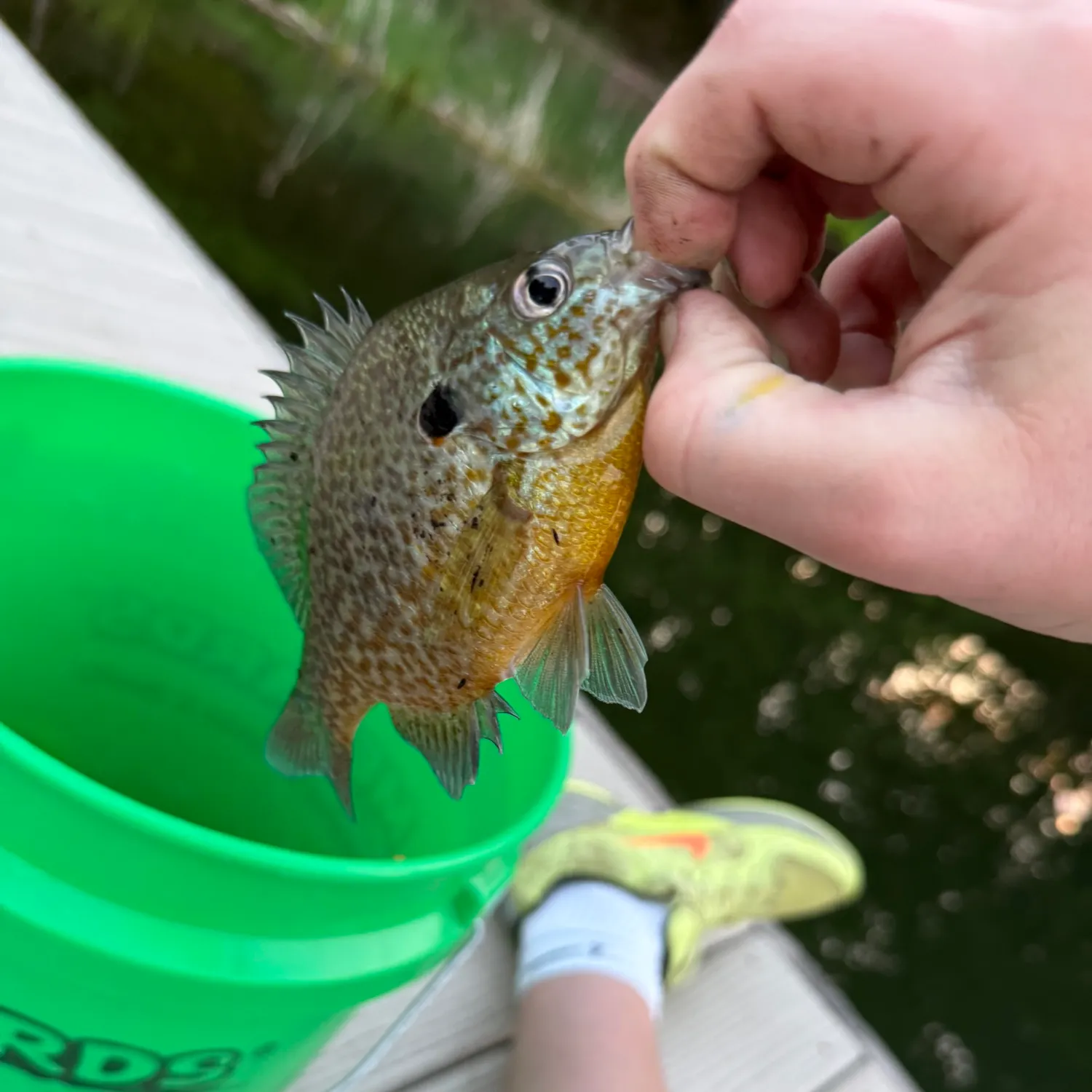 recently logged catches