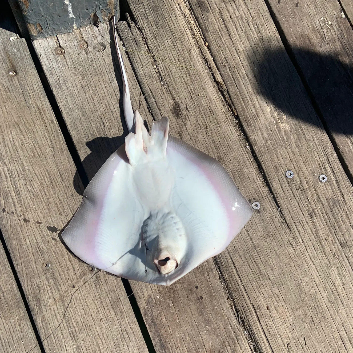 Common stingaree caught on Fishbrain