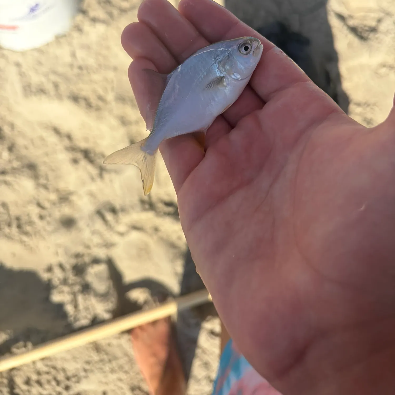 The most recent Florida pompano catches on Fishbrain