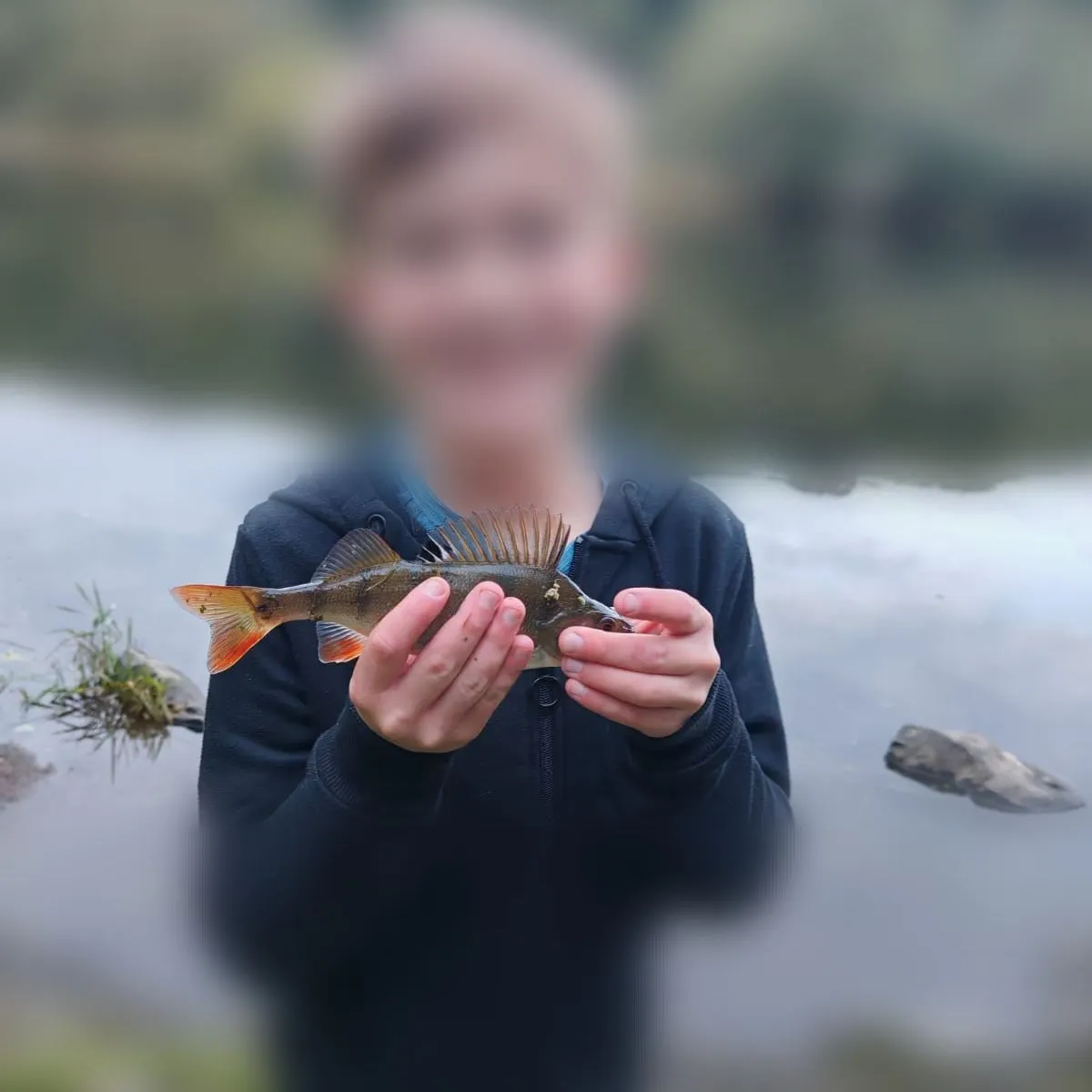 European perch caught on Fishbrain