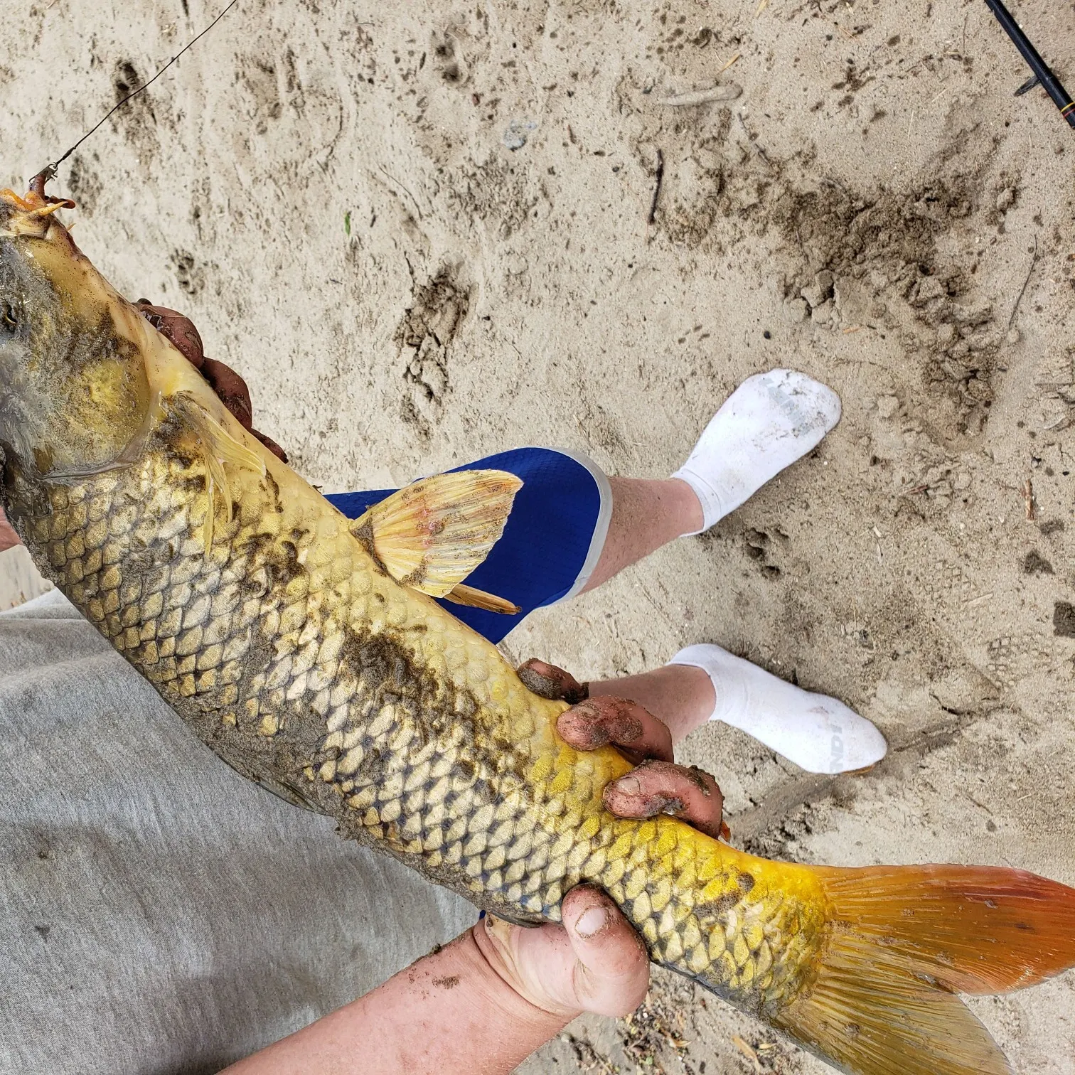 Fish caught on Fishbrain