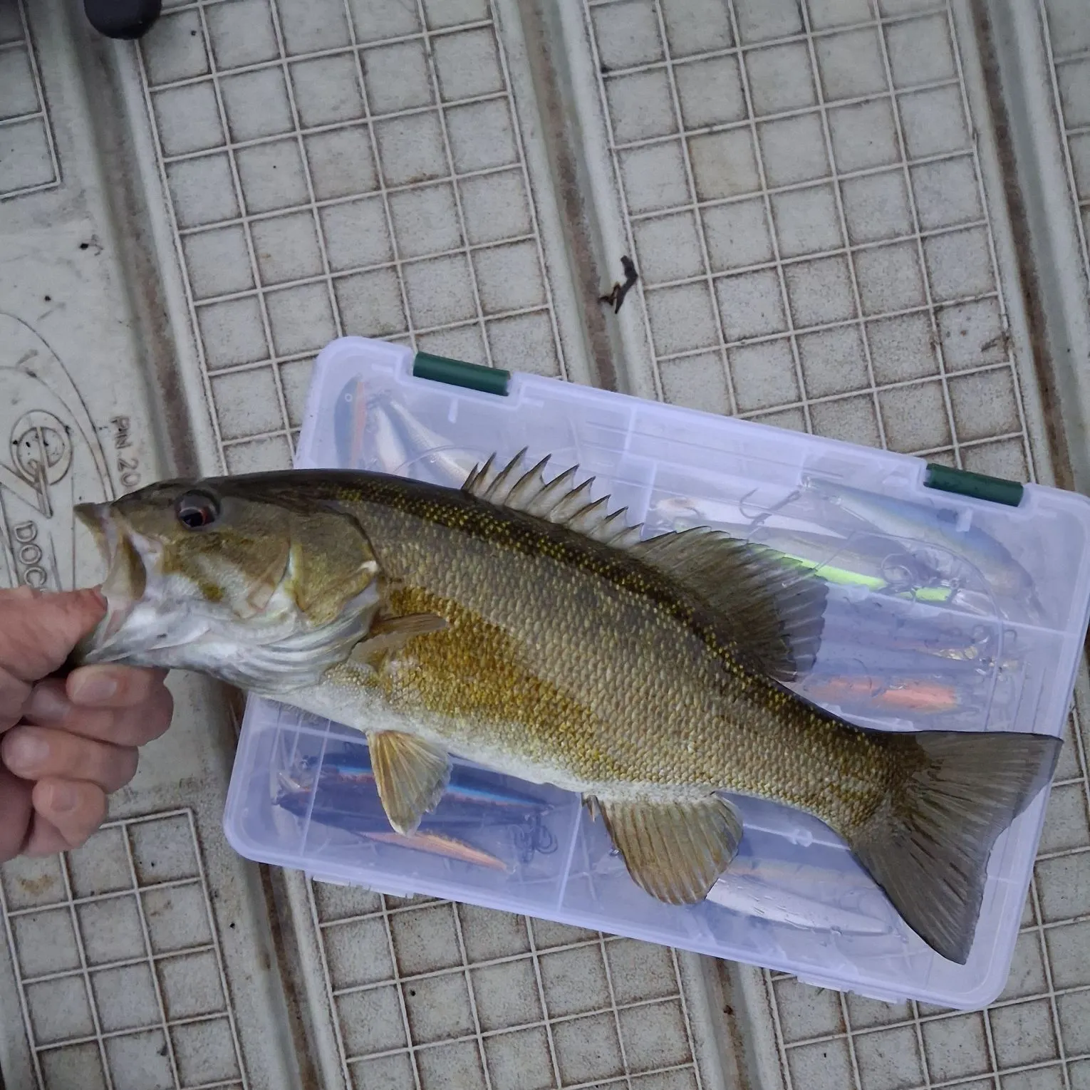 Smallmouth bass caught on Fishbrain