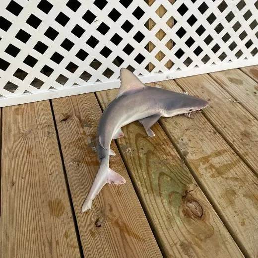 The most recent Lemon shark catches on Fishbrain