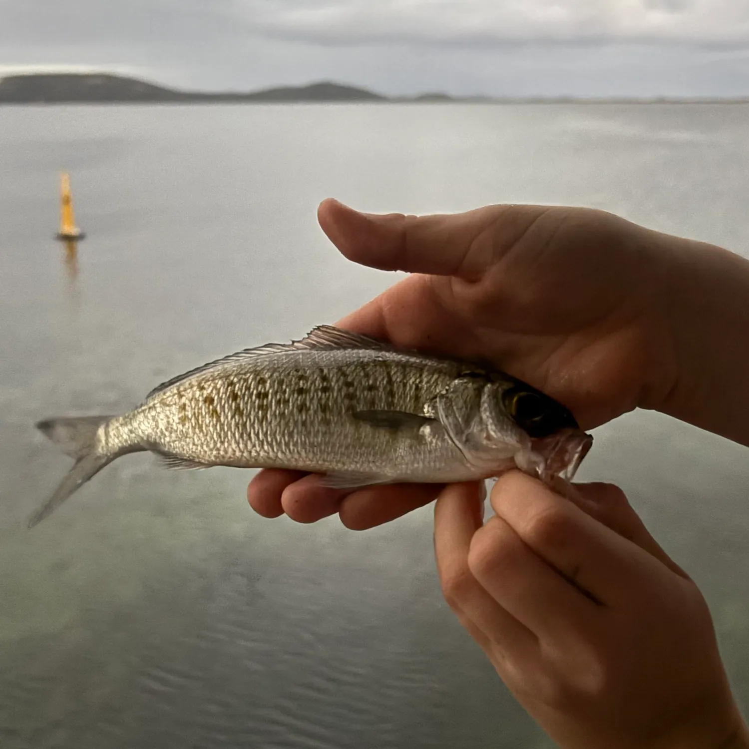 The most recent Atlantic herring catches on Fishbrain