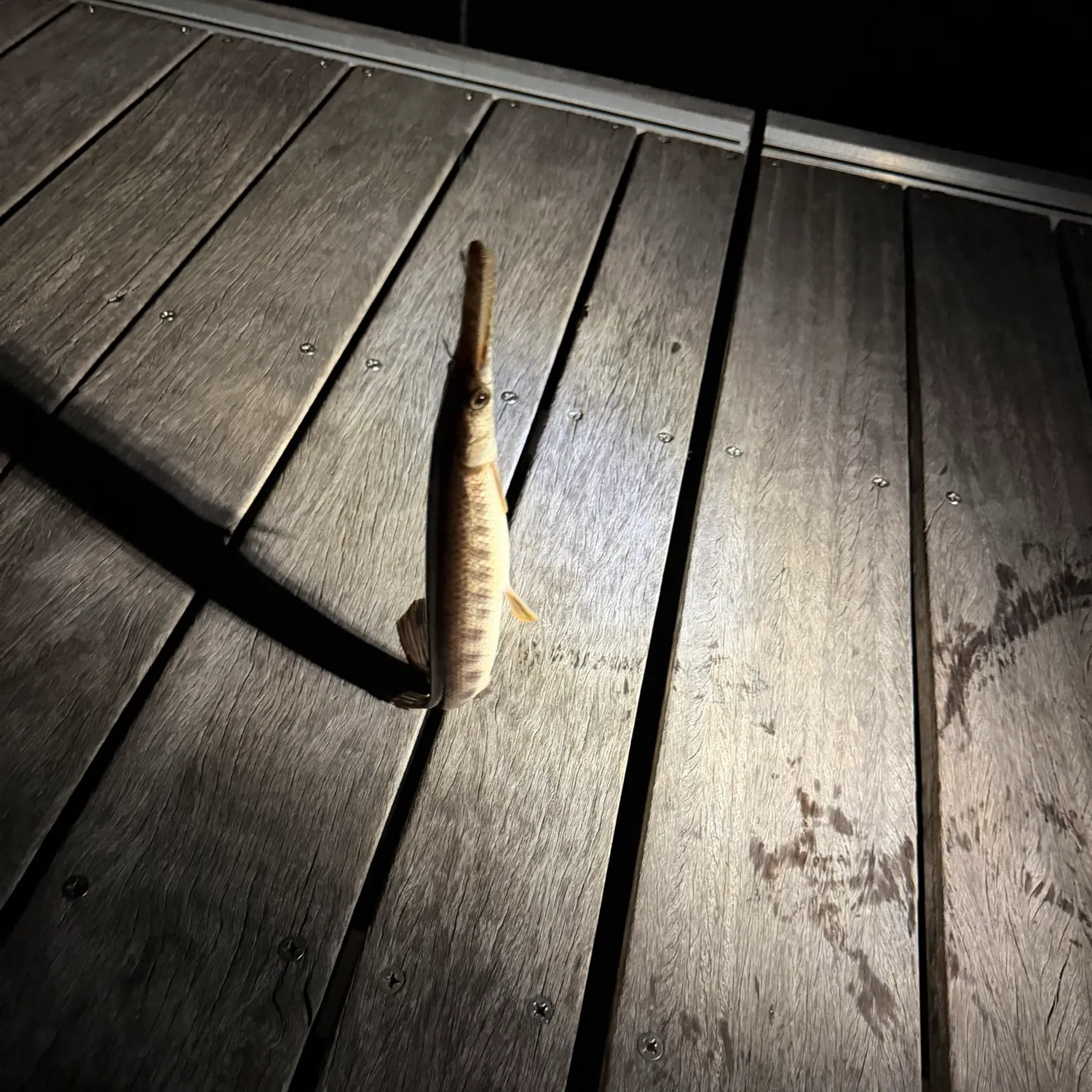 The most recent Florida gar catches on Fishbrain