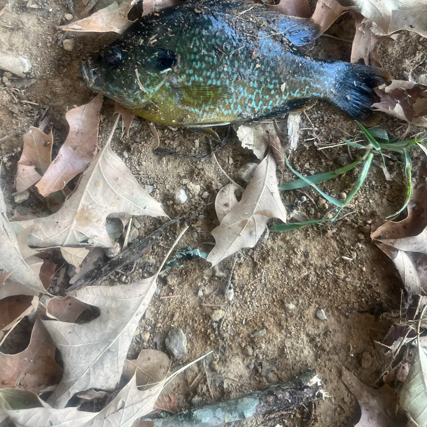 Greengill hybrid caught on Fishbrain