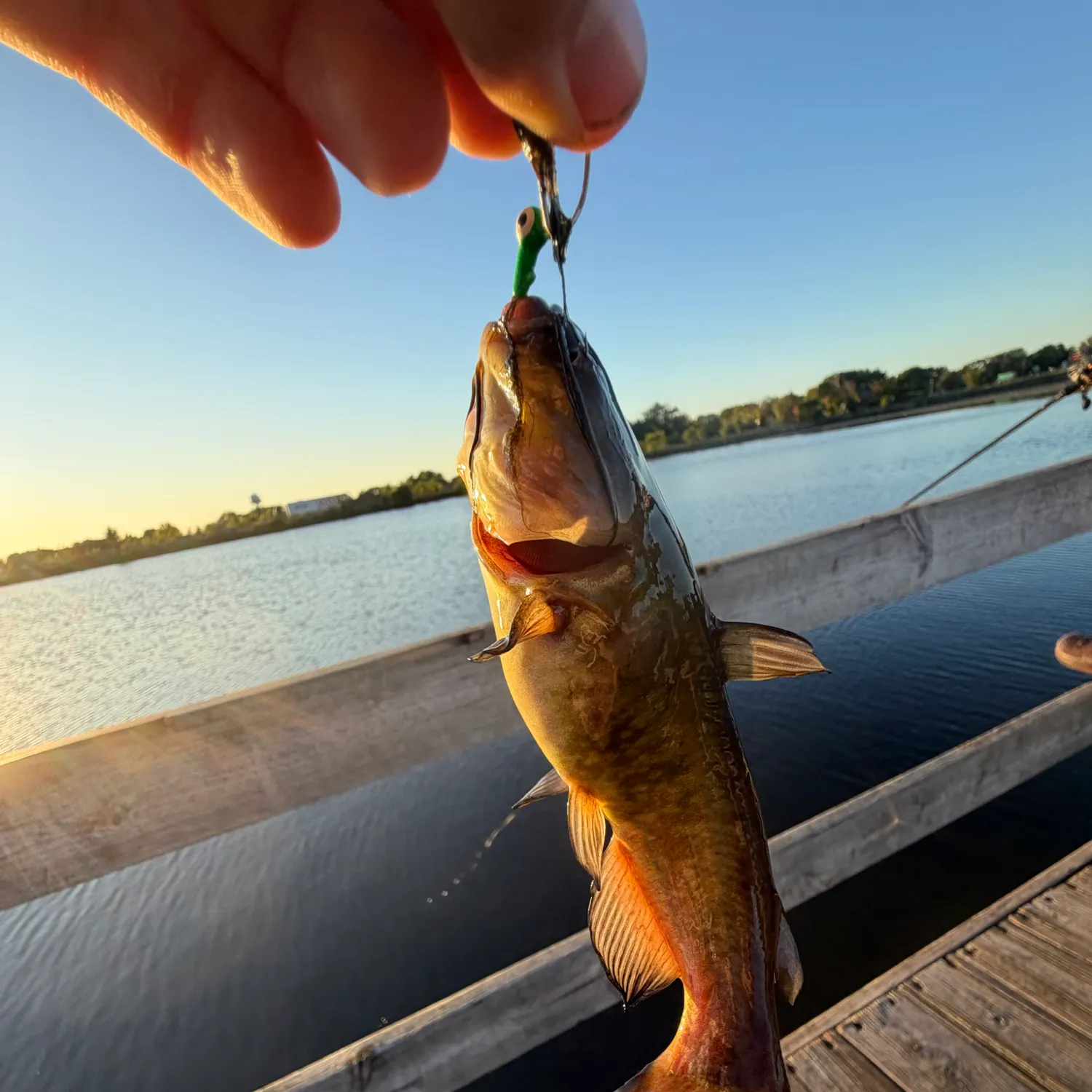Yellow bullhead caught on Fishbrain