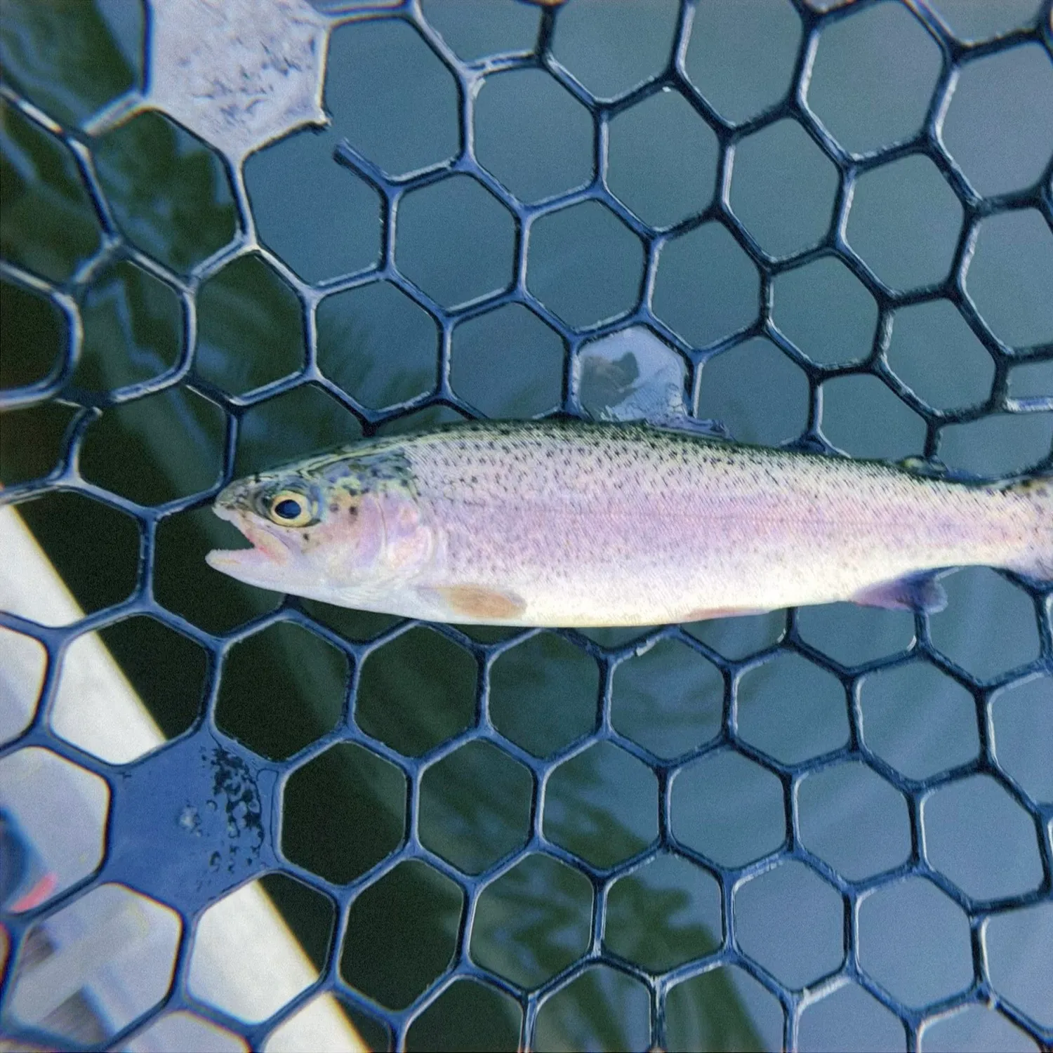 Rainbow trout caught on Fishbrain