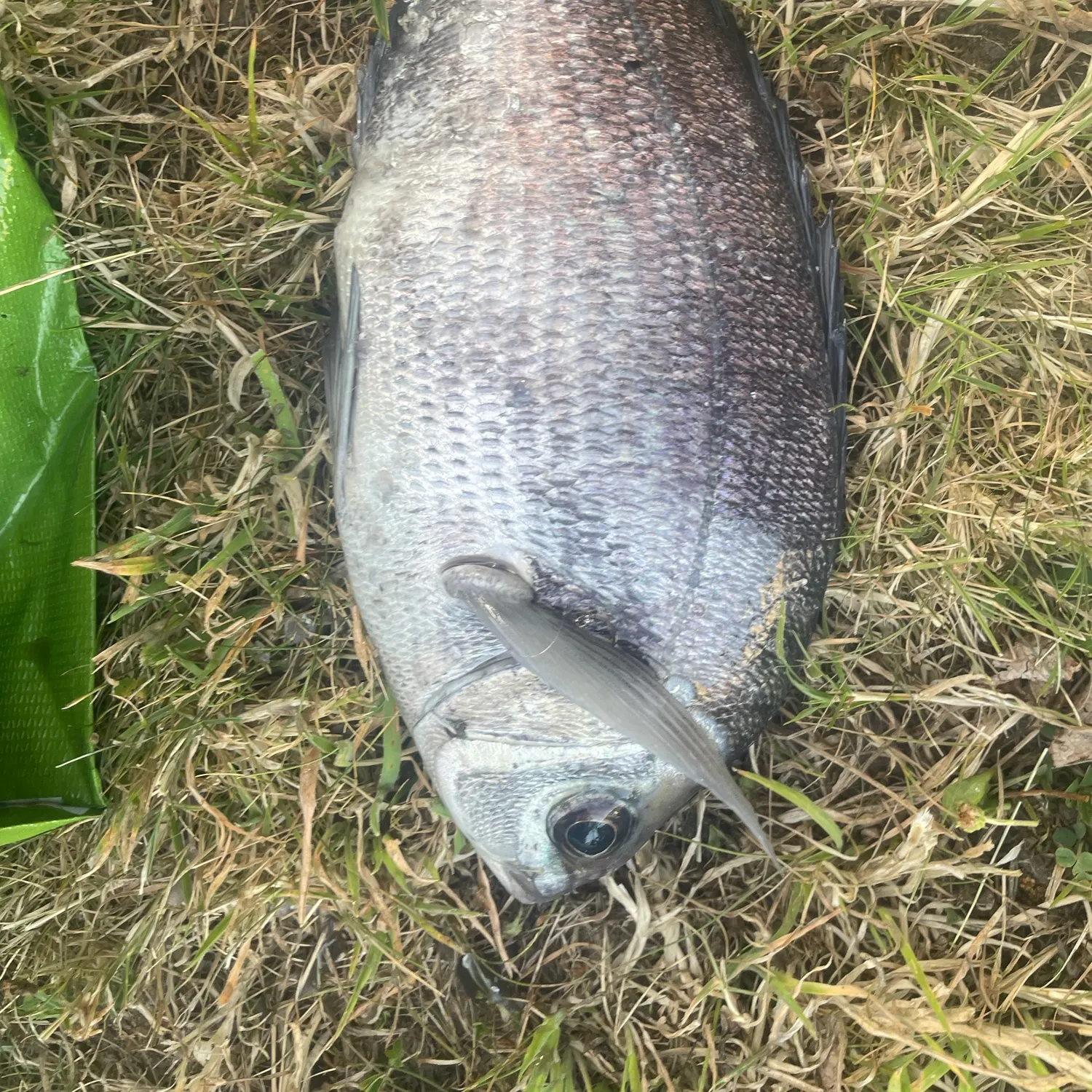 The most recent Black seabream catches on Fishbrain