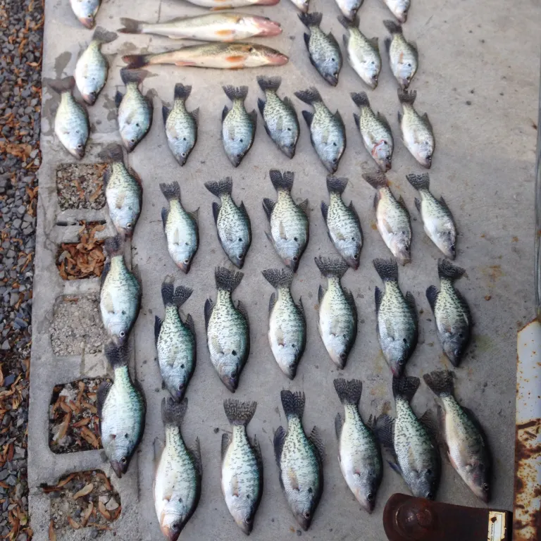 White crappie caught on Fishbrain