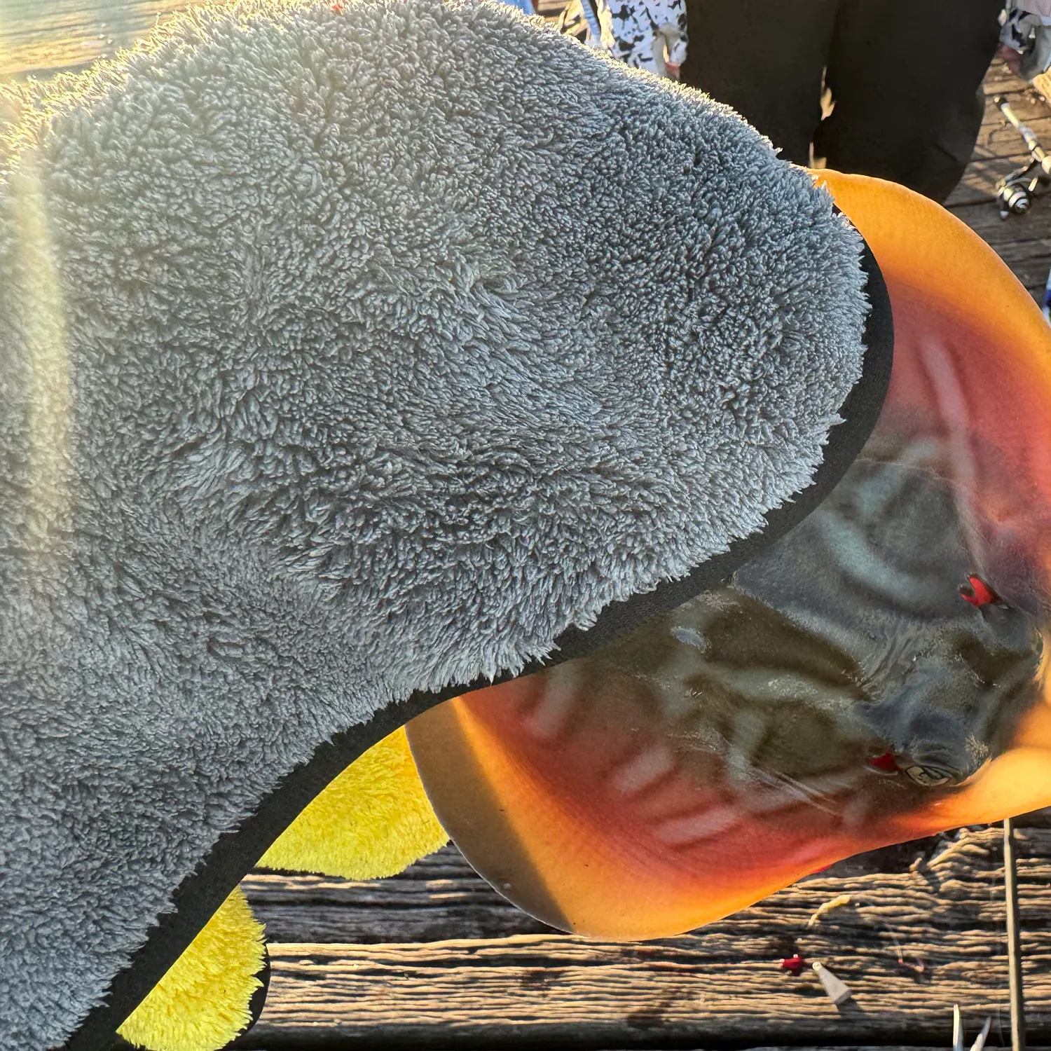 The most recent Southern fiddler catches on Fishbrain
